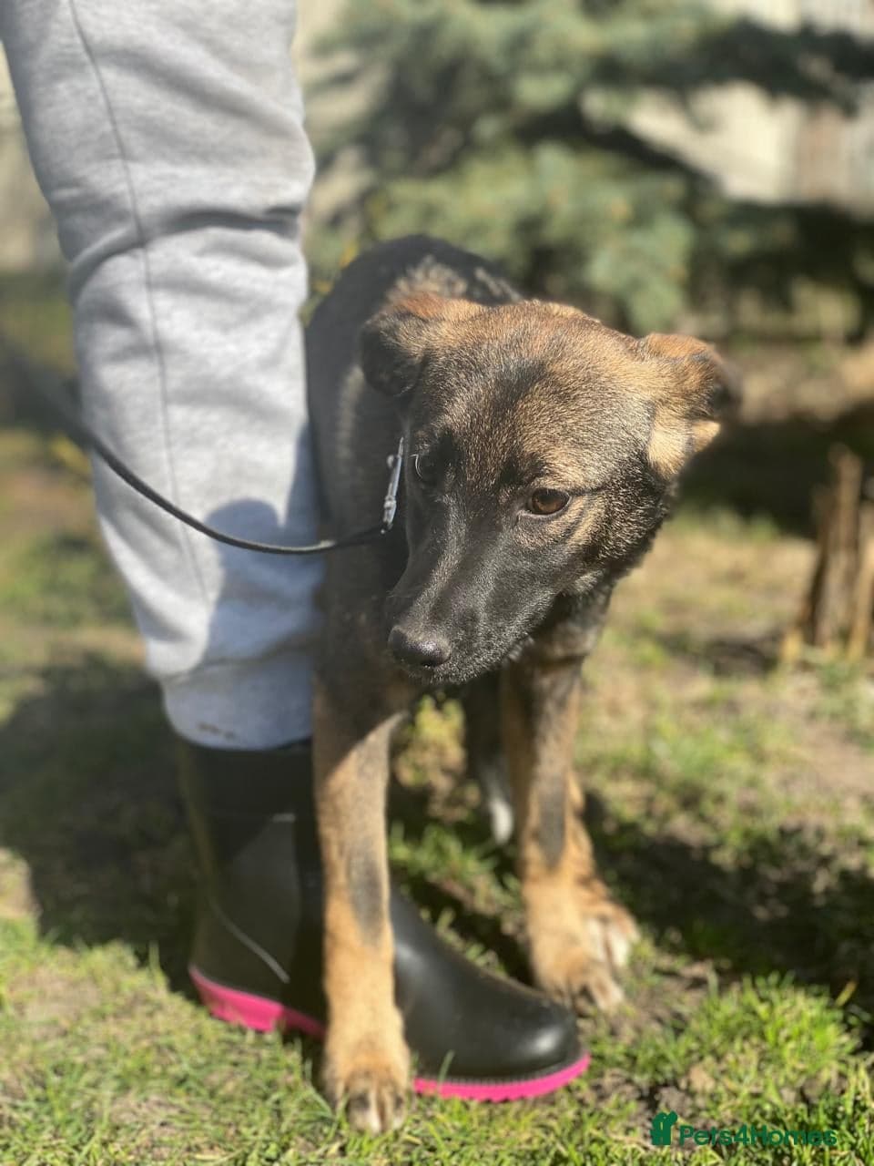 ️🐶 kuba photo 12