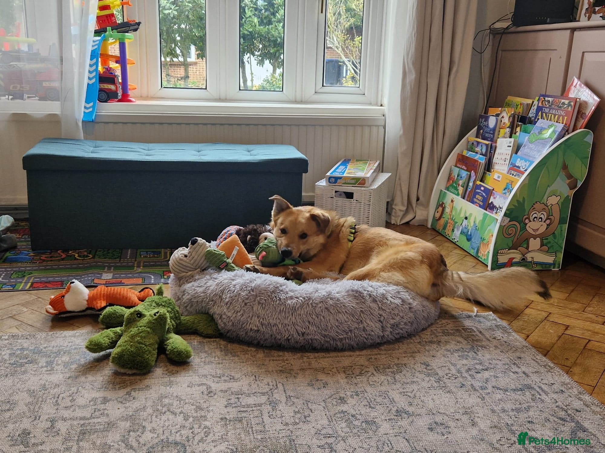 Cactus (yanik) photo 11