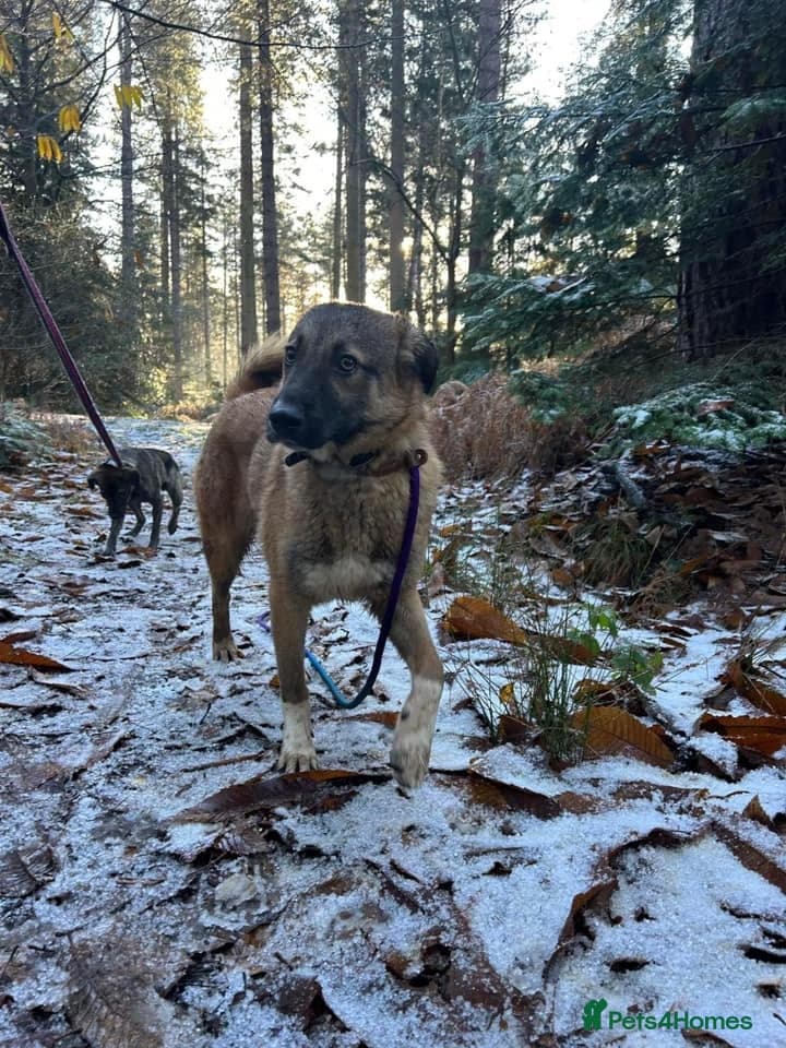 Levi - Norwich Norfolk photo 35