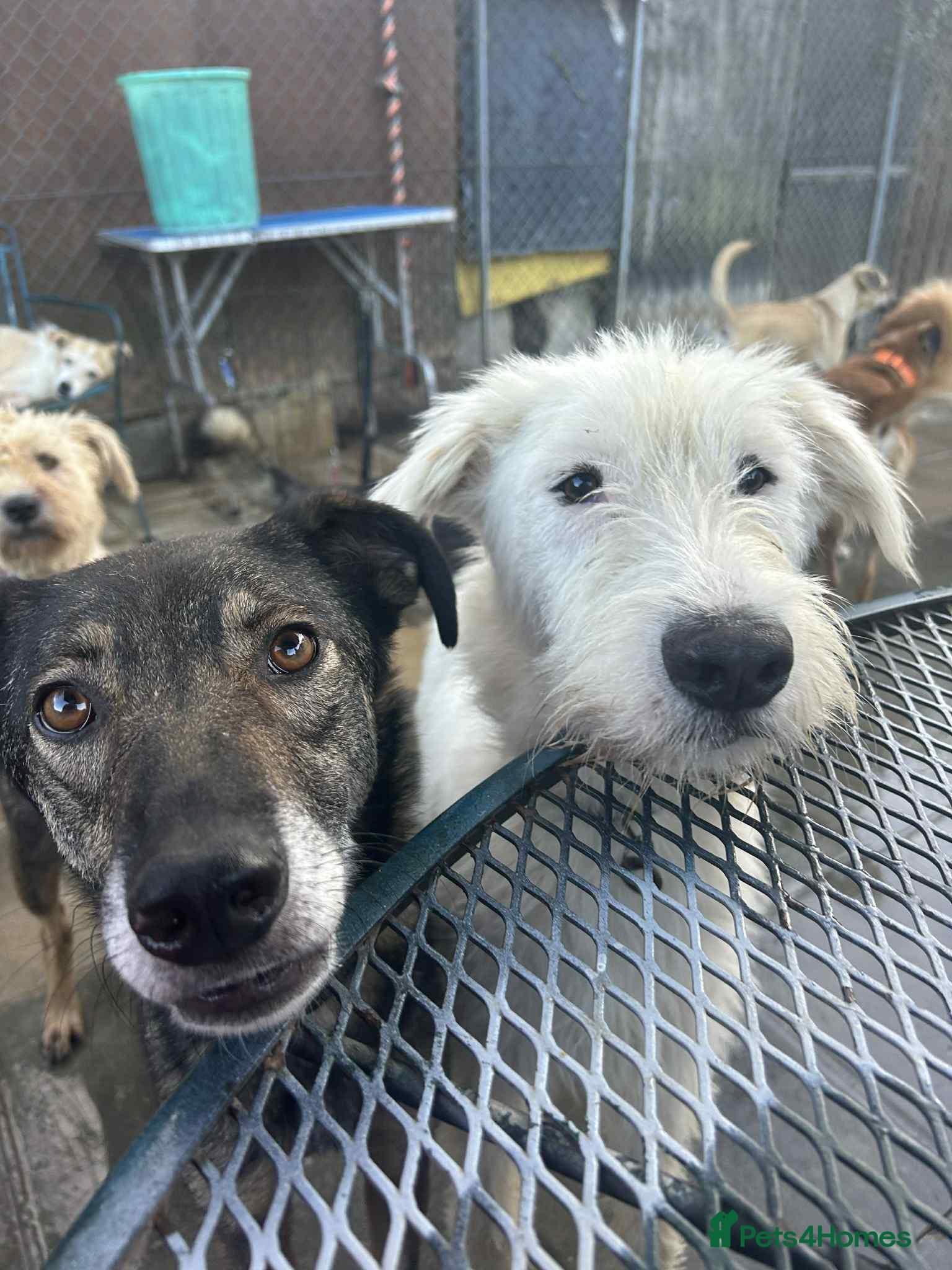 Peter - Norwich Norfolk photo 18