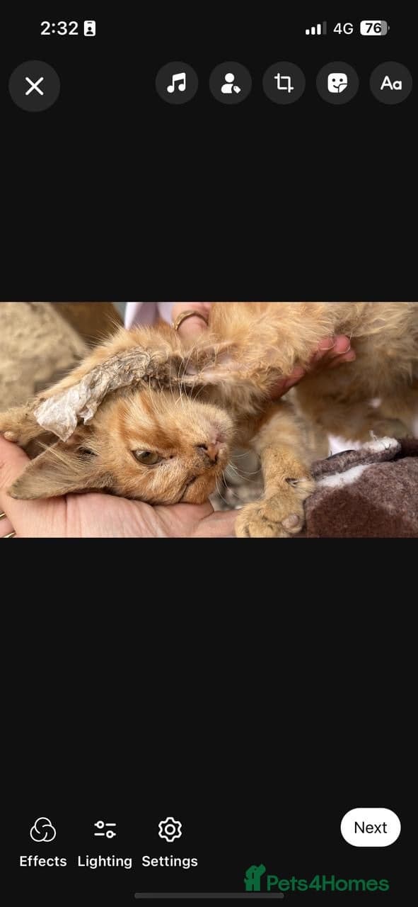 Tumtum — Egyptian Mau