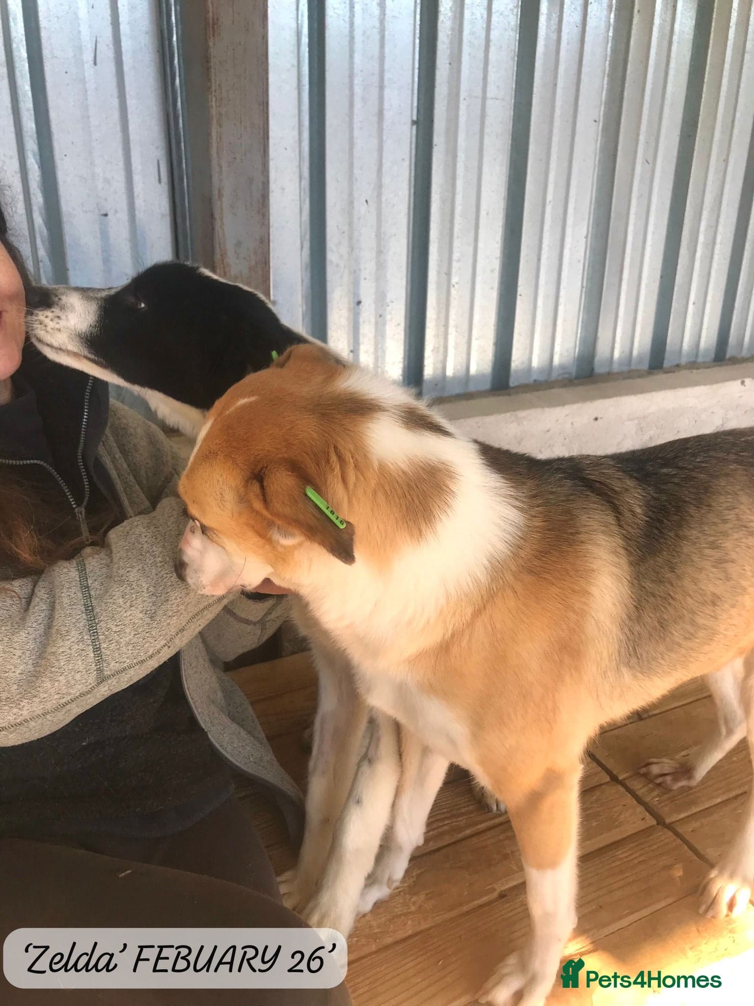 Zelda, 3 yrs old approx. photo 22