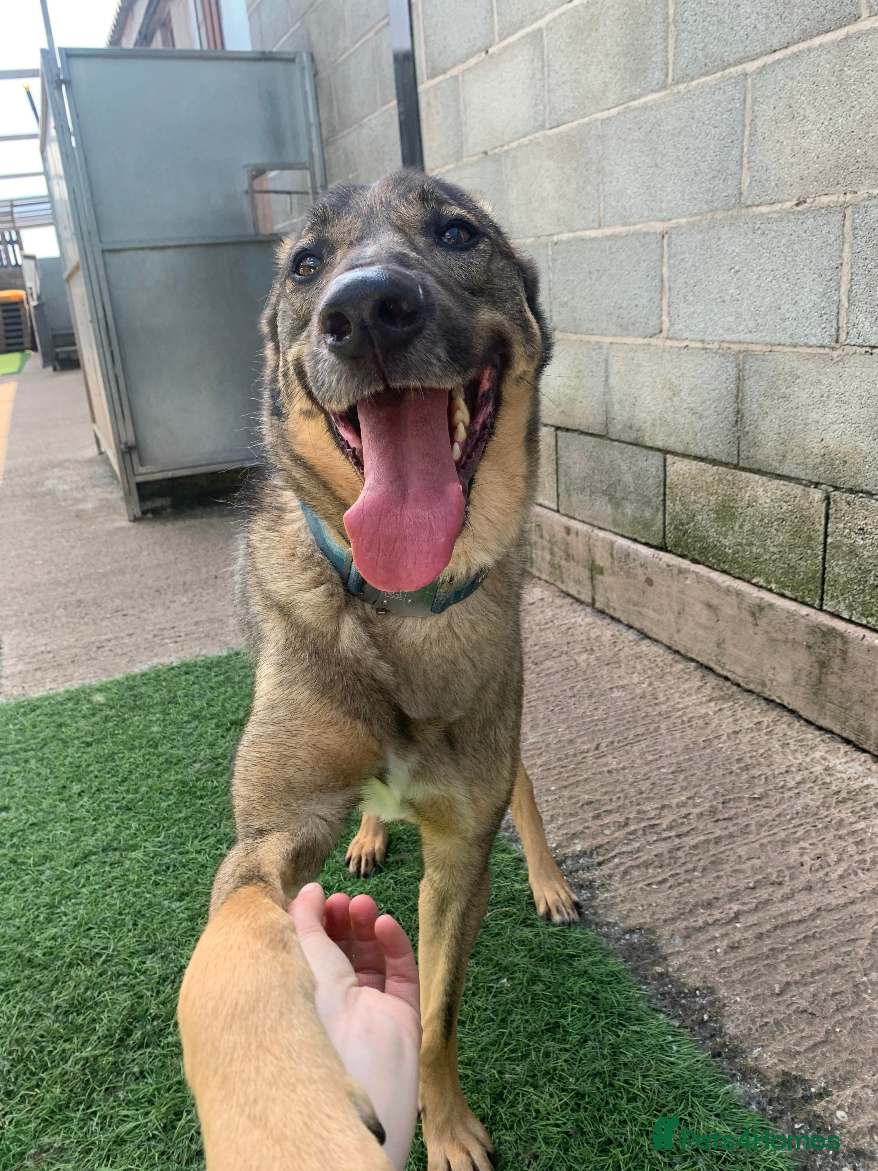 Meet Ozzy, currently residing in Cheshire — Mixed Breed