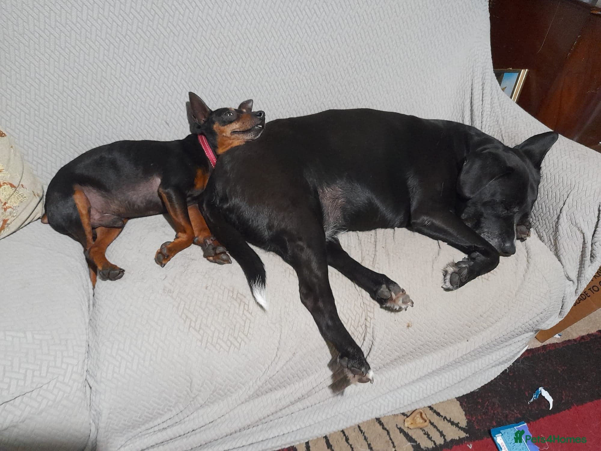 Benetton, a cuddlebug photo 7