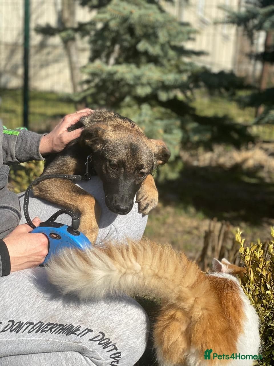 ️🐶 kuba — Mixed Breed