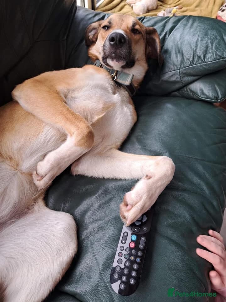 Sara - Norwich Norfolk photo 34