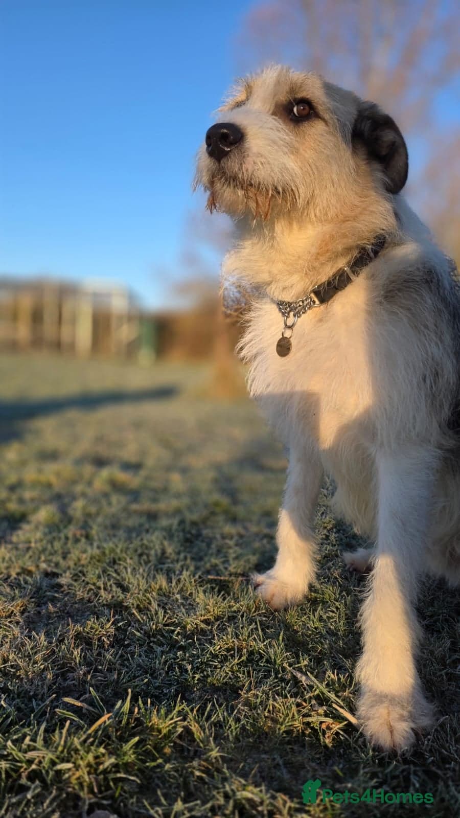 Hershey & Harley ๐ still Waiting photo 15