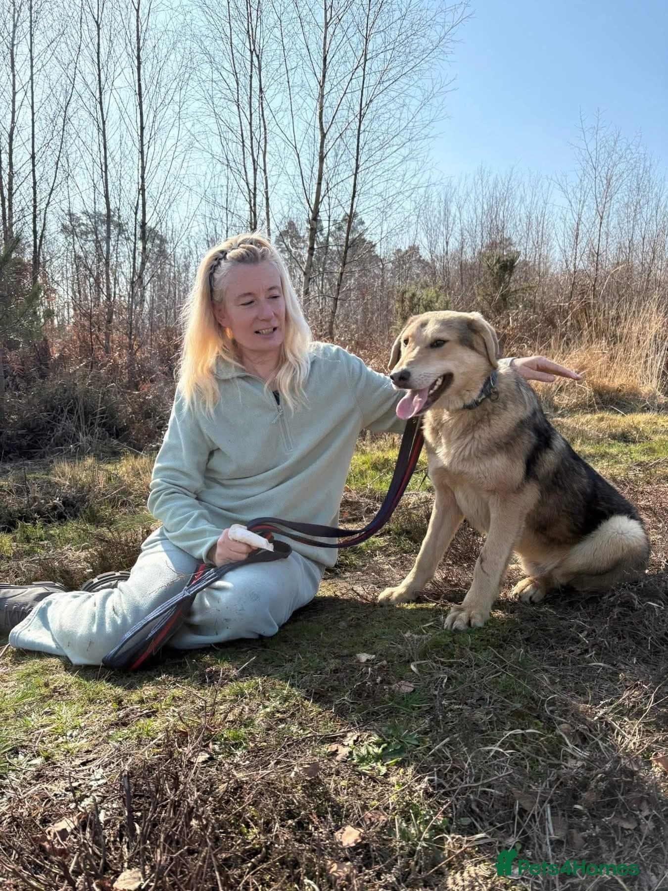 Neddy - Norwich Norfolk photo 3