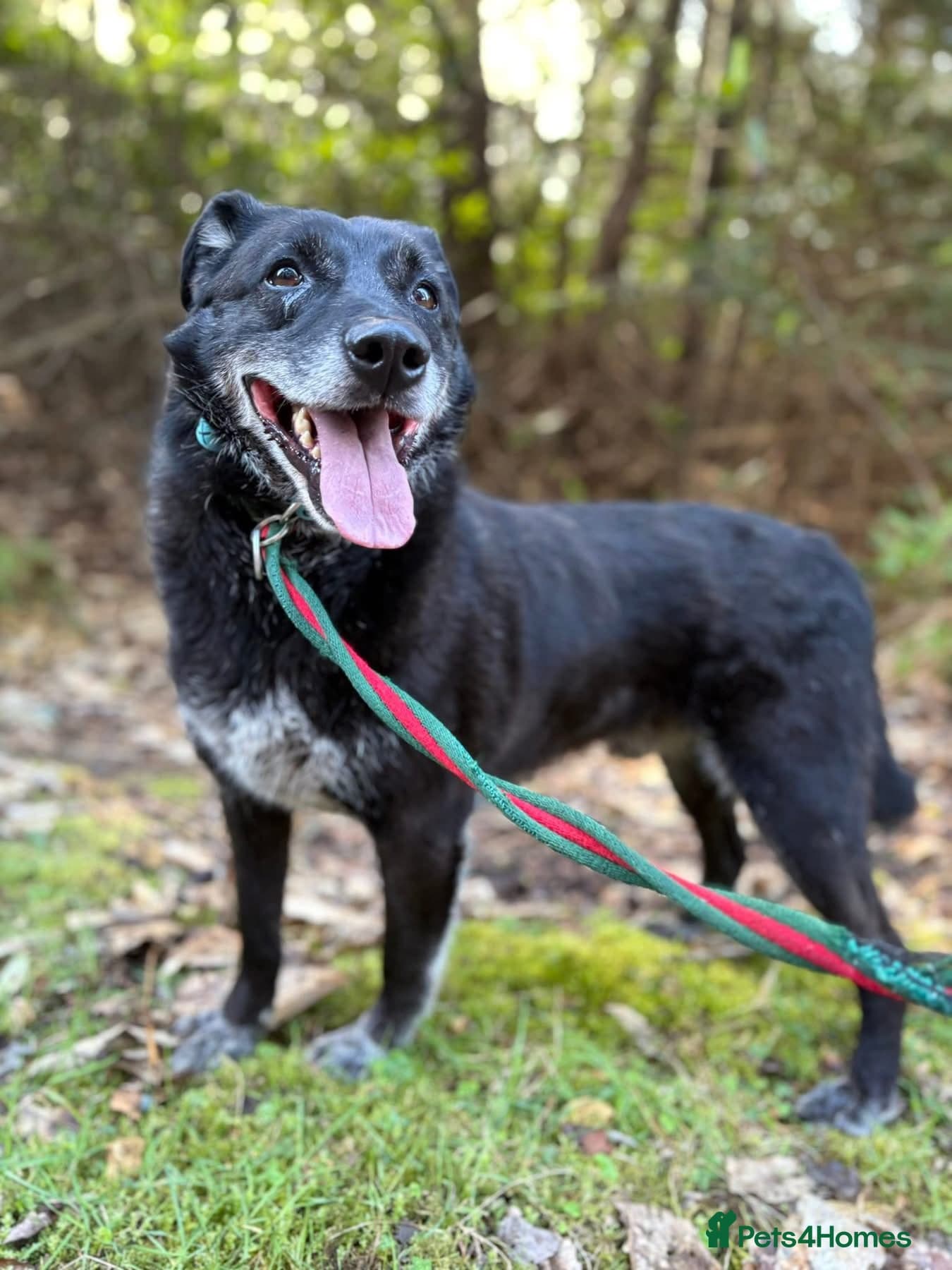 Aramis - Norwich Norfolk photo 2