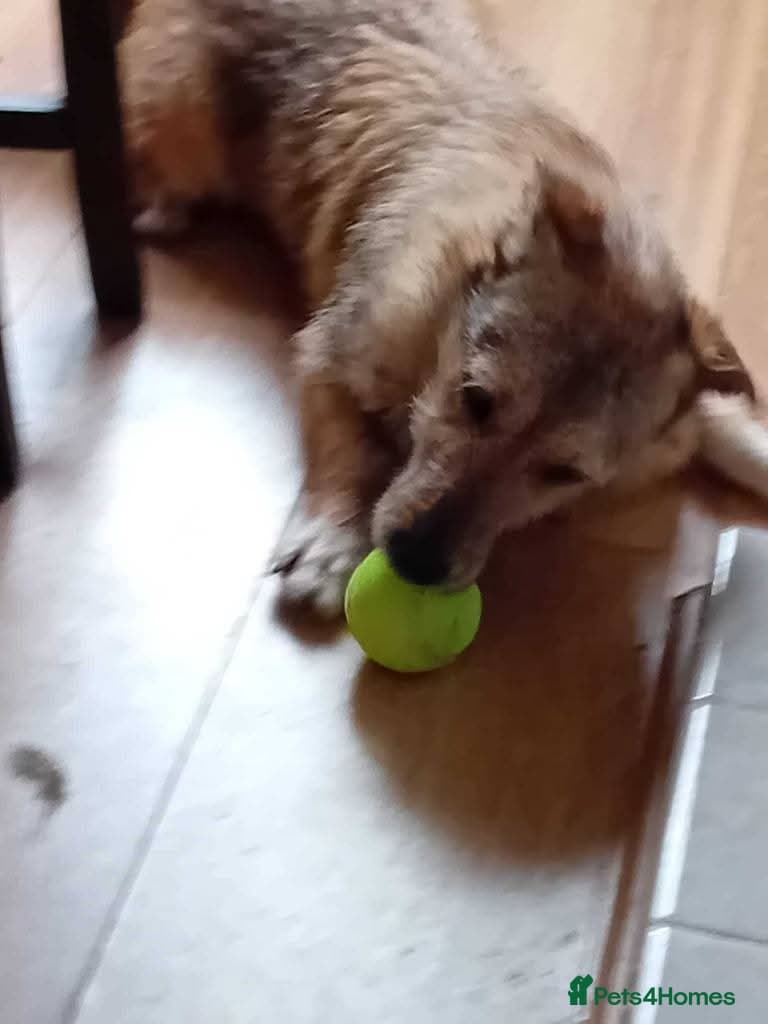 Meet Bitsy, currently residing in Wrexham photo 4