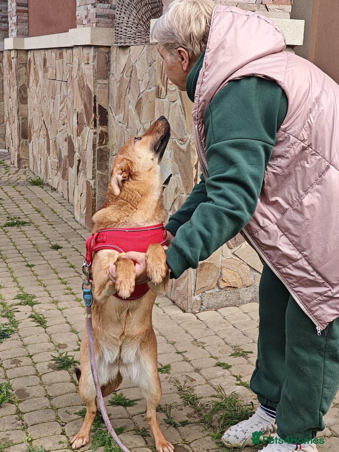 ️🐶 yara photo 18