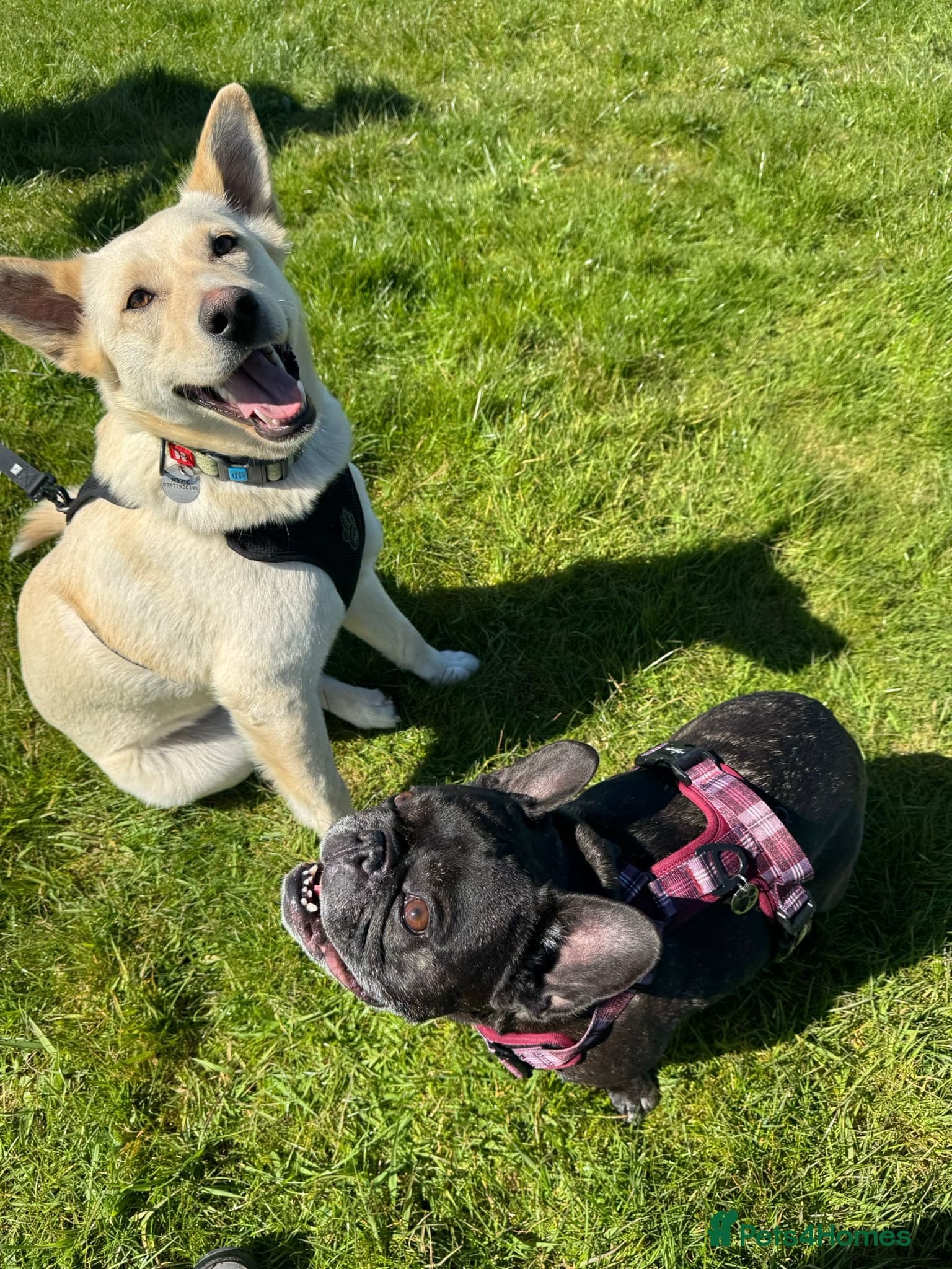 ️🐶 milady photo 5