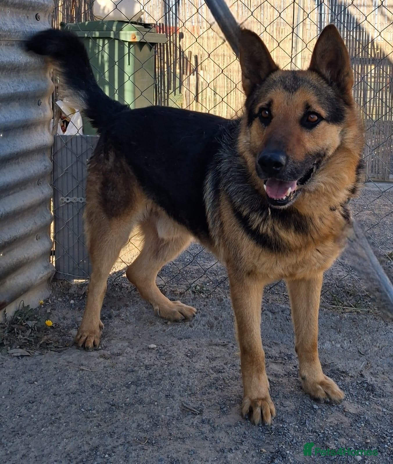 ️URGENT‼️🚨 Bandit 💙🐾 photo 11