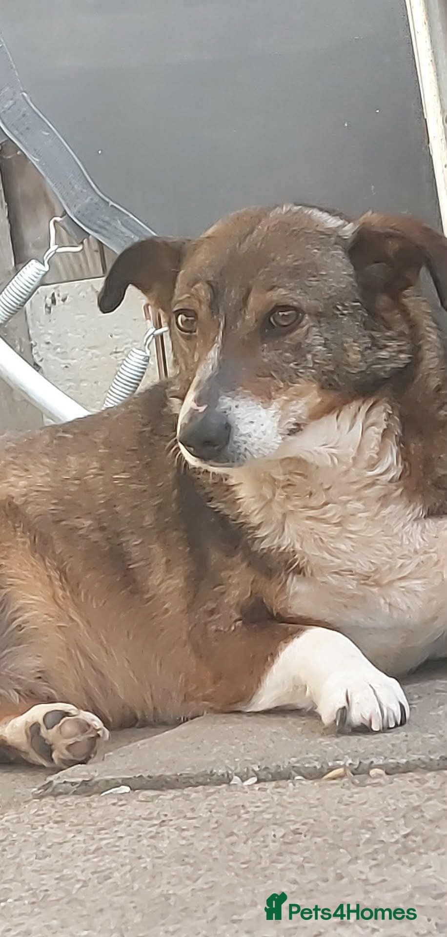 Figgy — Mixed Breed