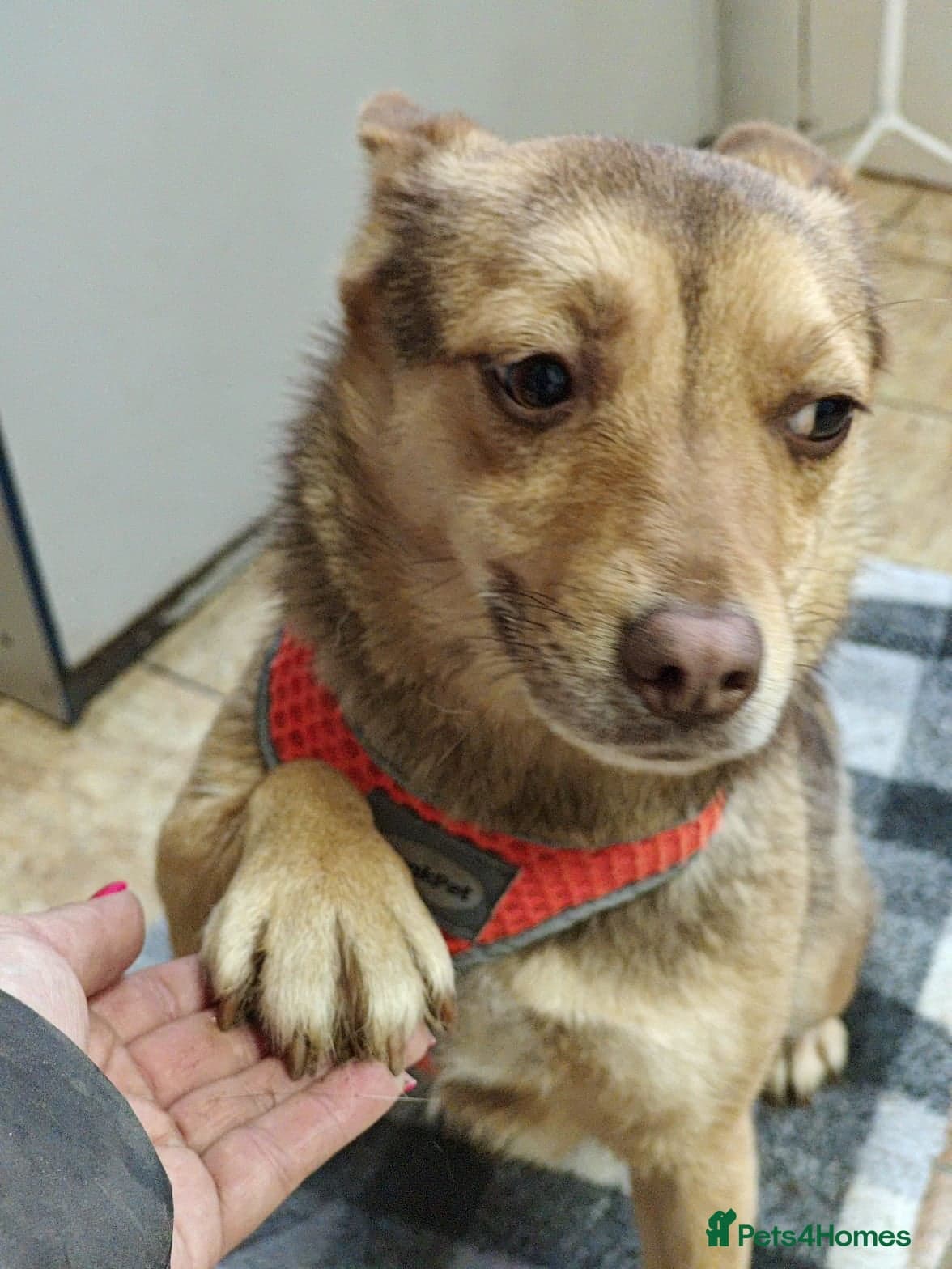 ️🐶 rudya photo 6