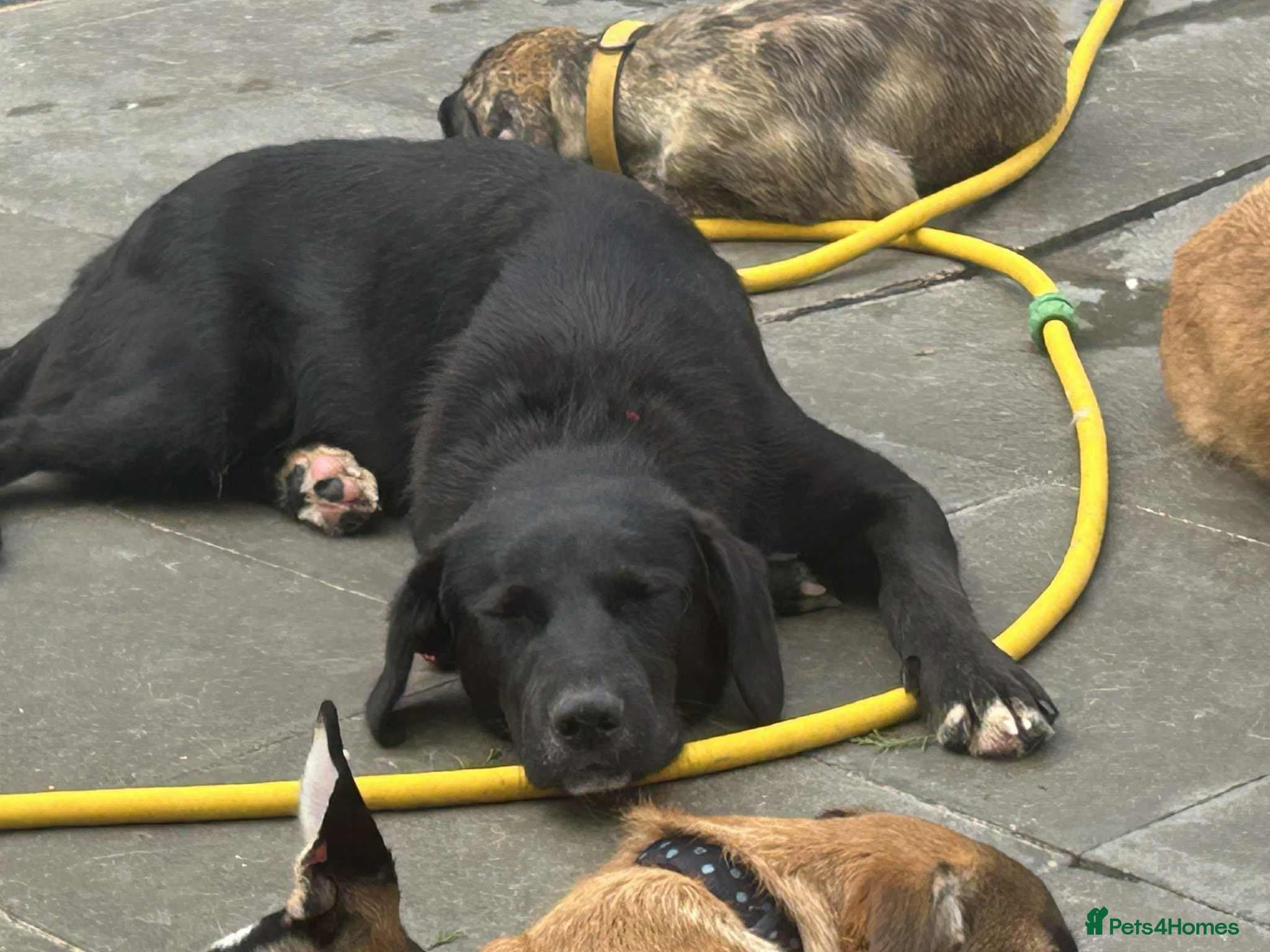 Barney - Norwich norfolk photo 10