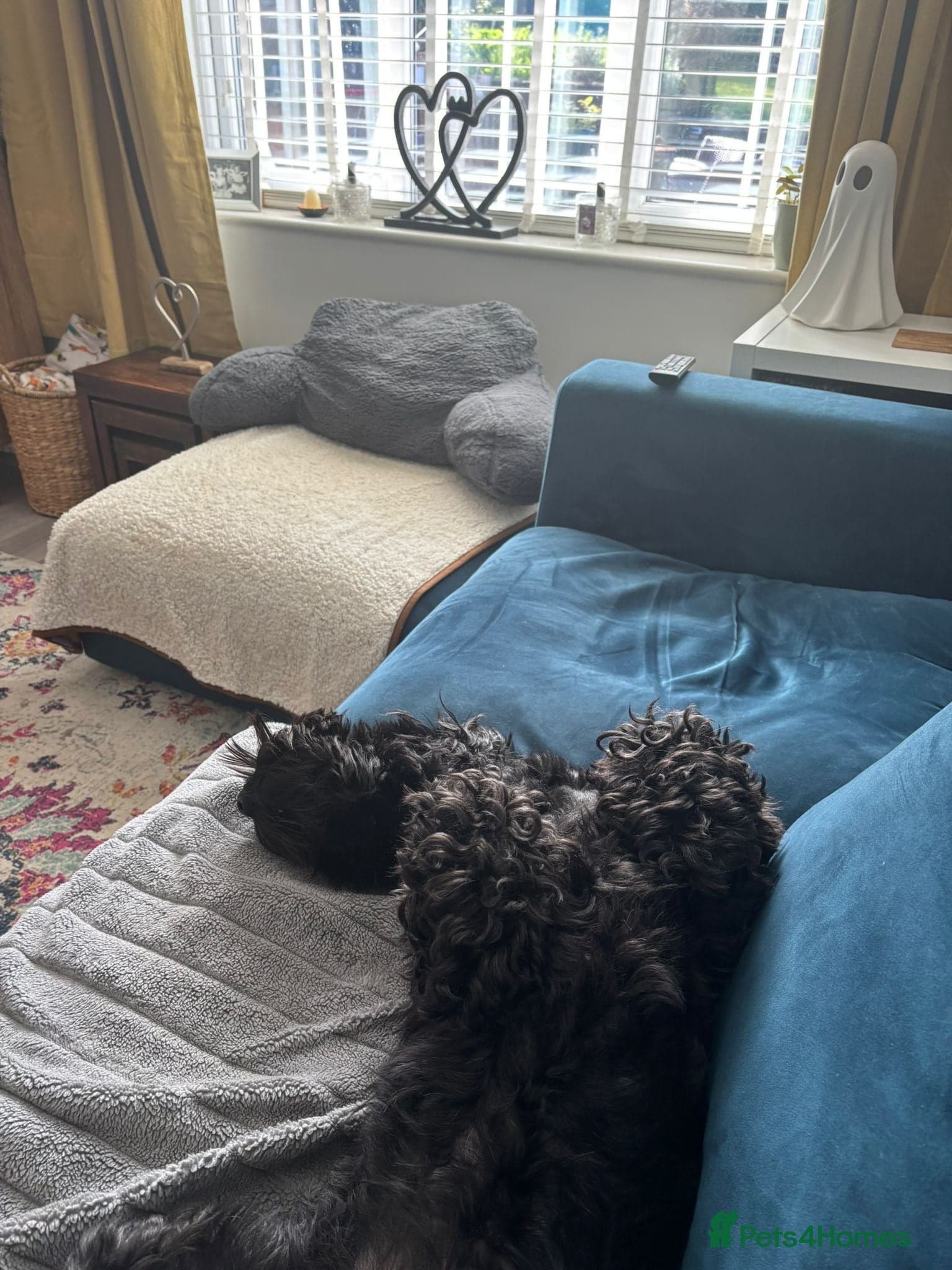 ️🐶 walter photo 6