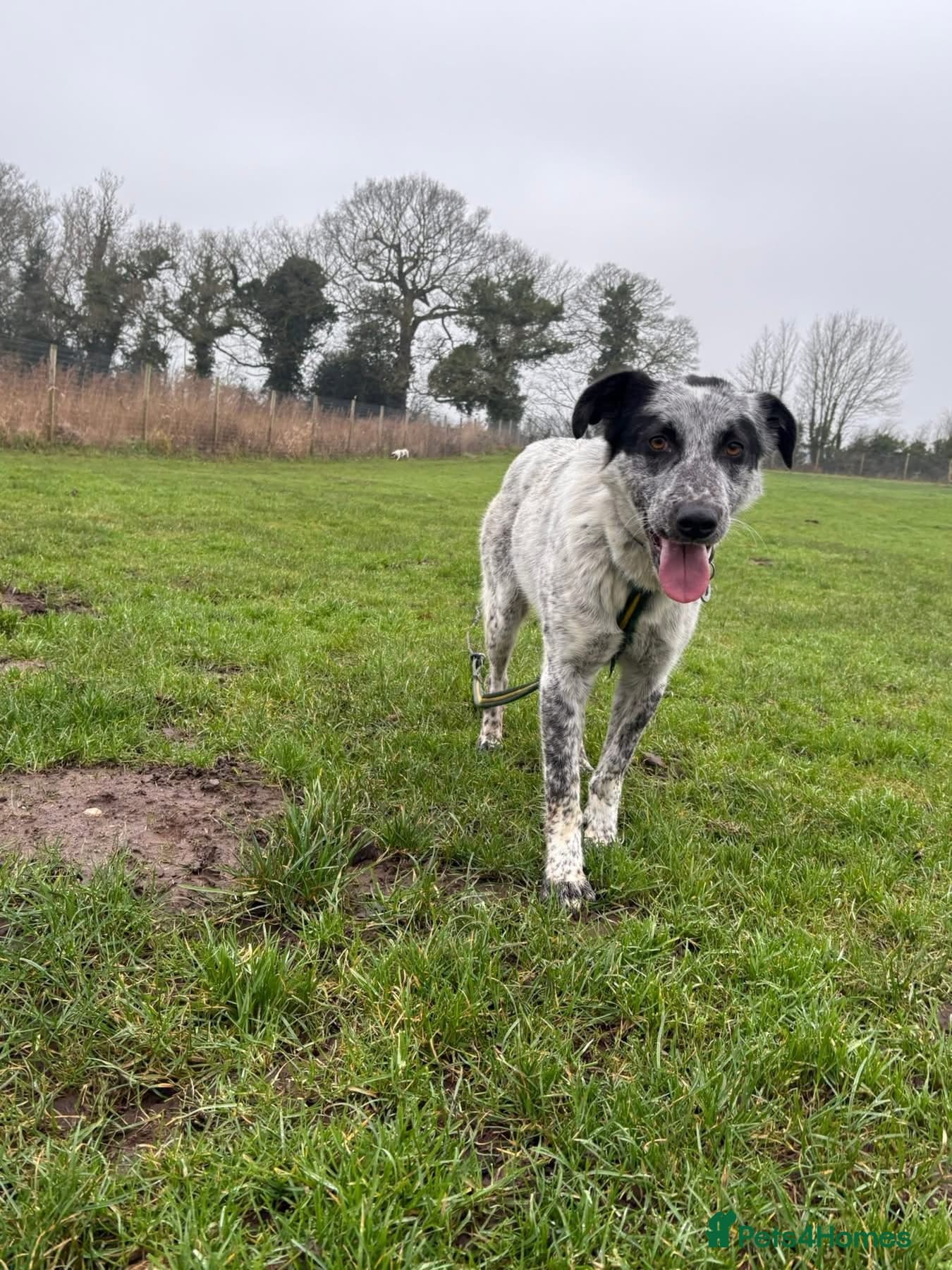 Cessil - Norwich Norfolk photo 24