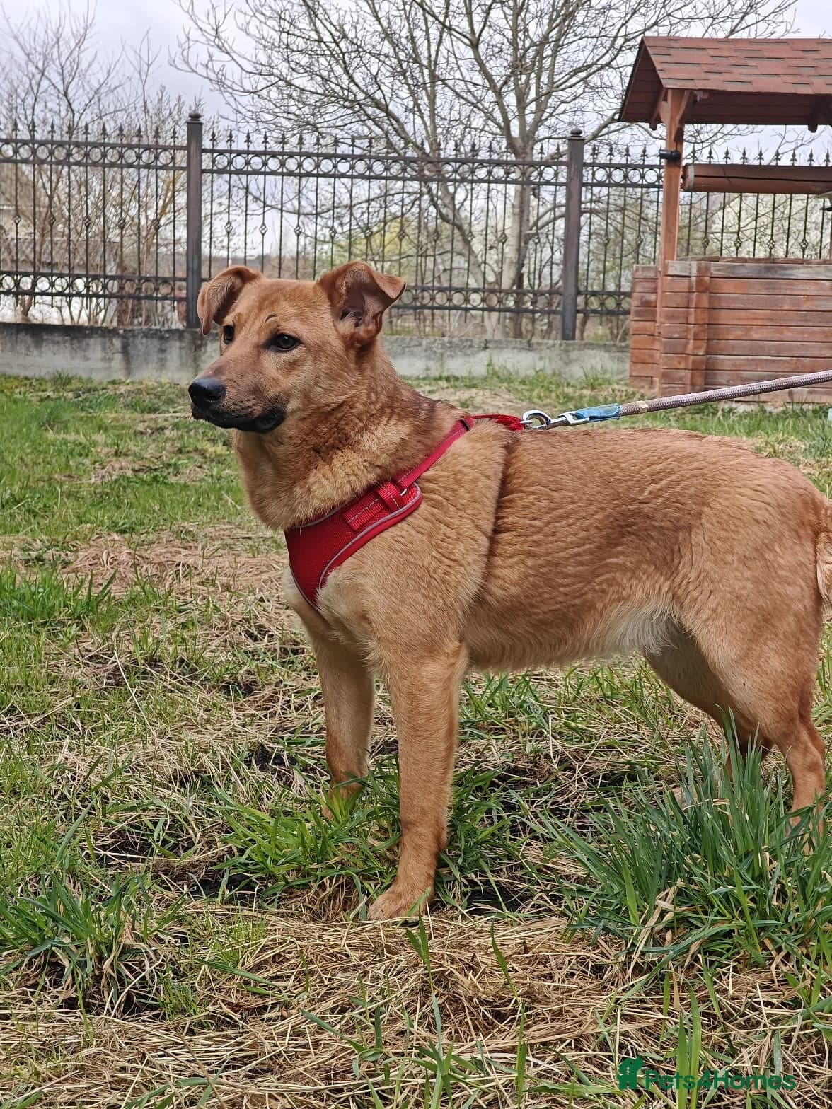 ️🐶 yara photo 8