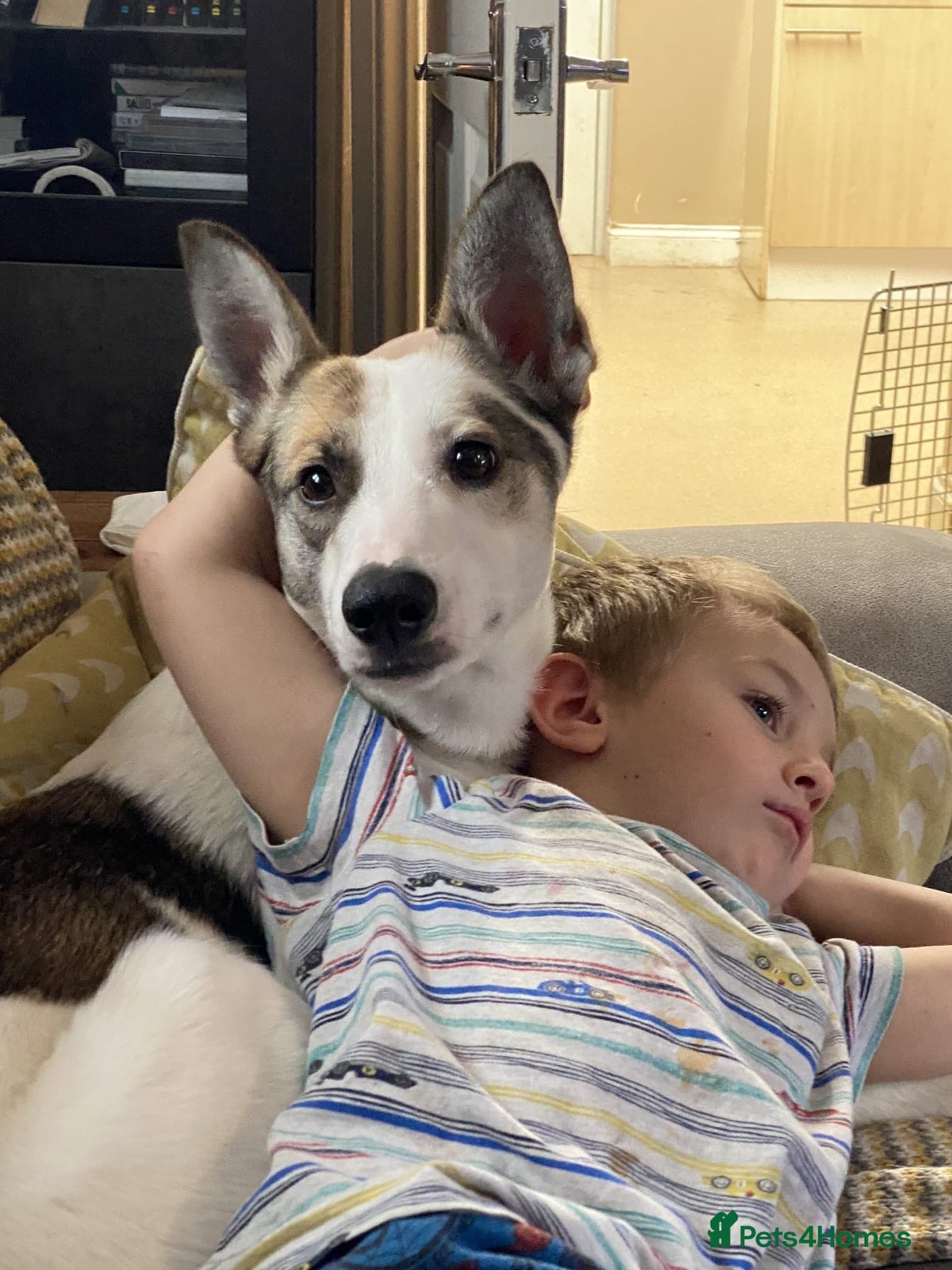 ๏ธ๐ถ bela photo 3