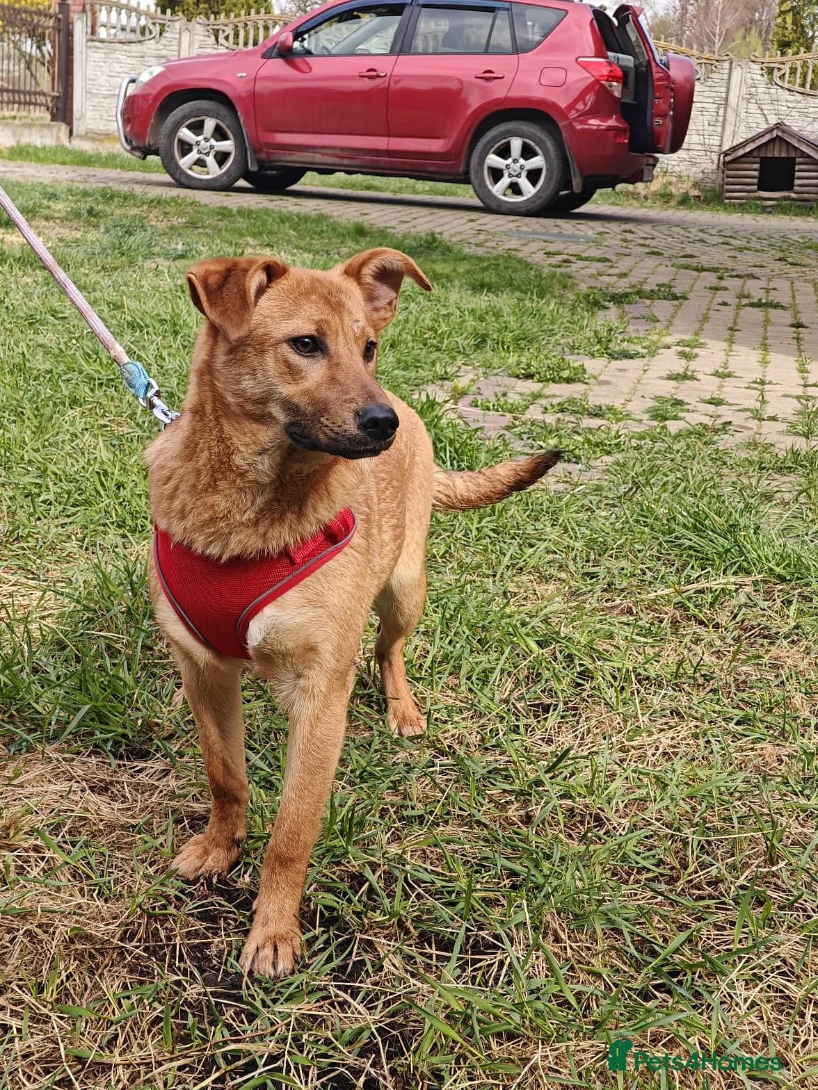 ️🐶 yara photo 16