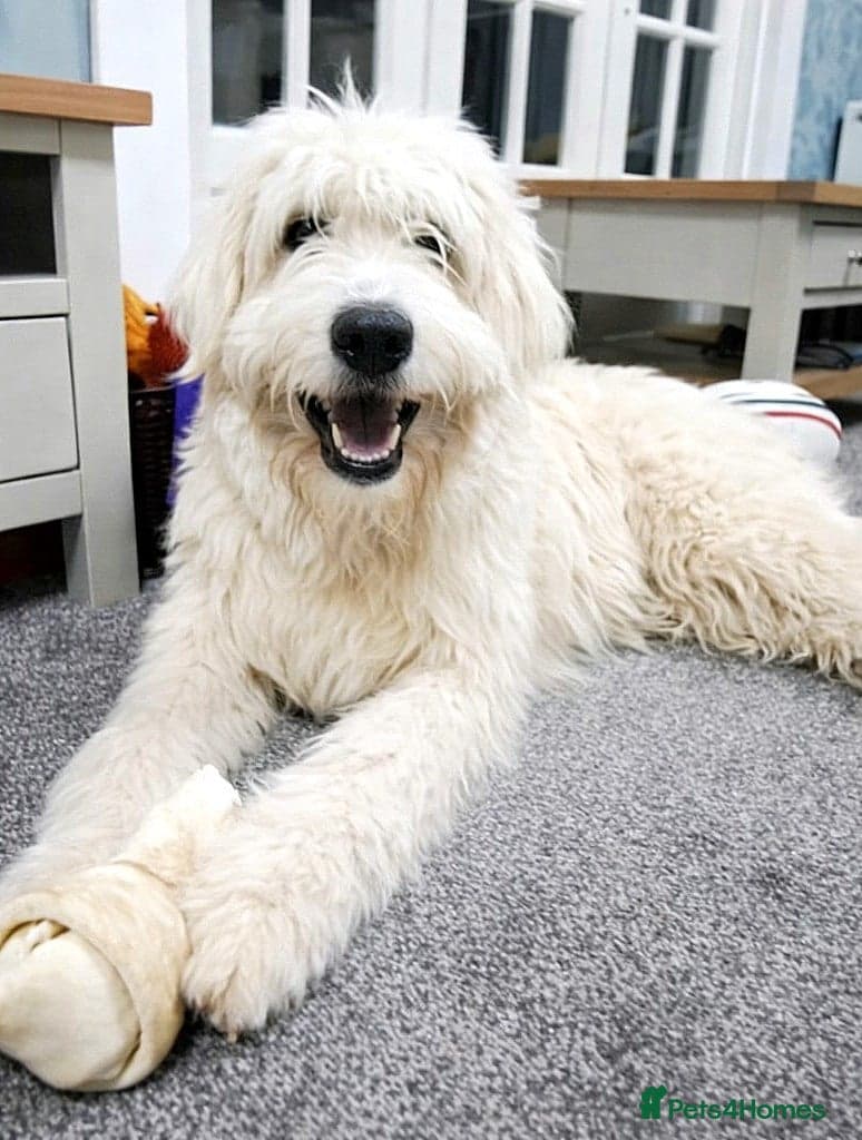 JOJO,URGENT🖤 Superb big Girl photo 2