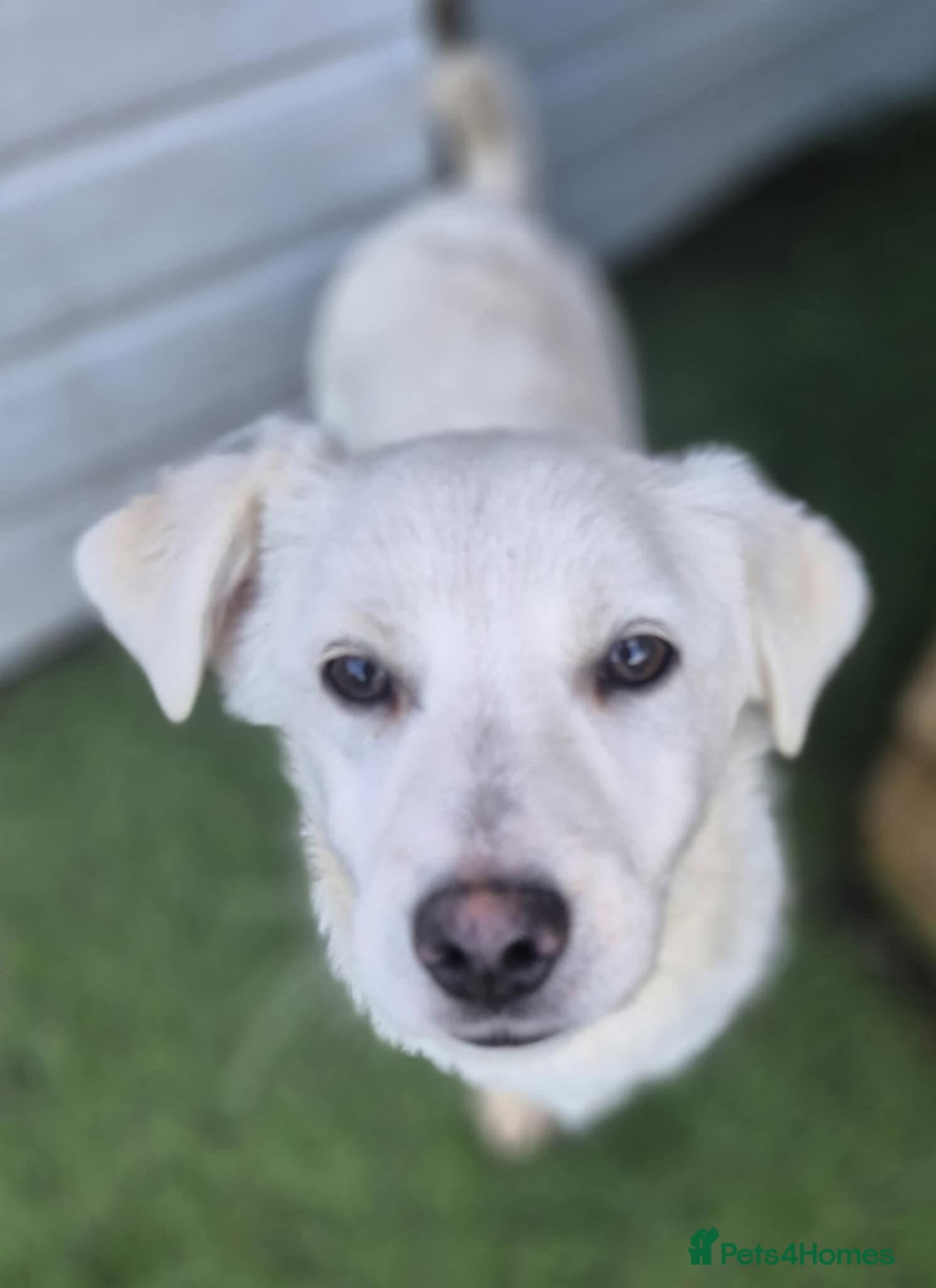 Buddy - In Ayr photo 2