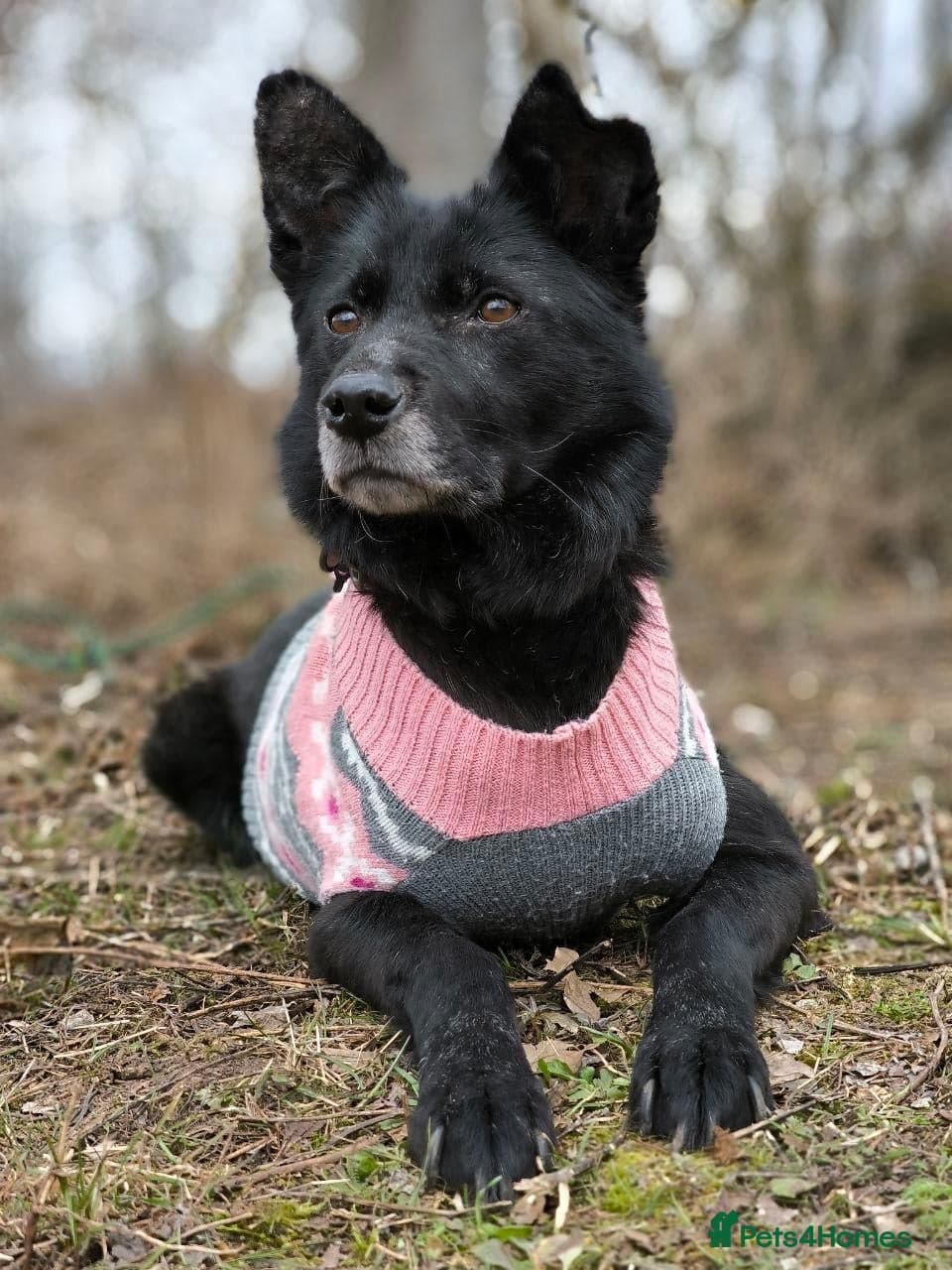 ๏ธ๐ถ tofa photo 22