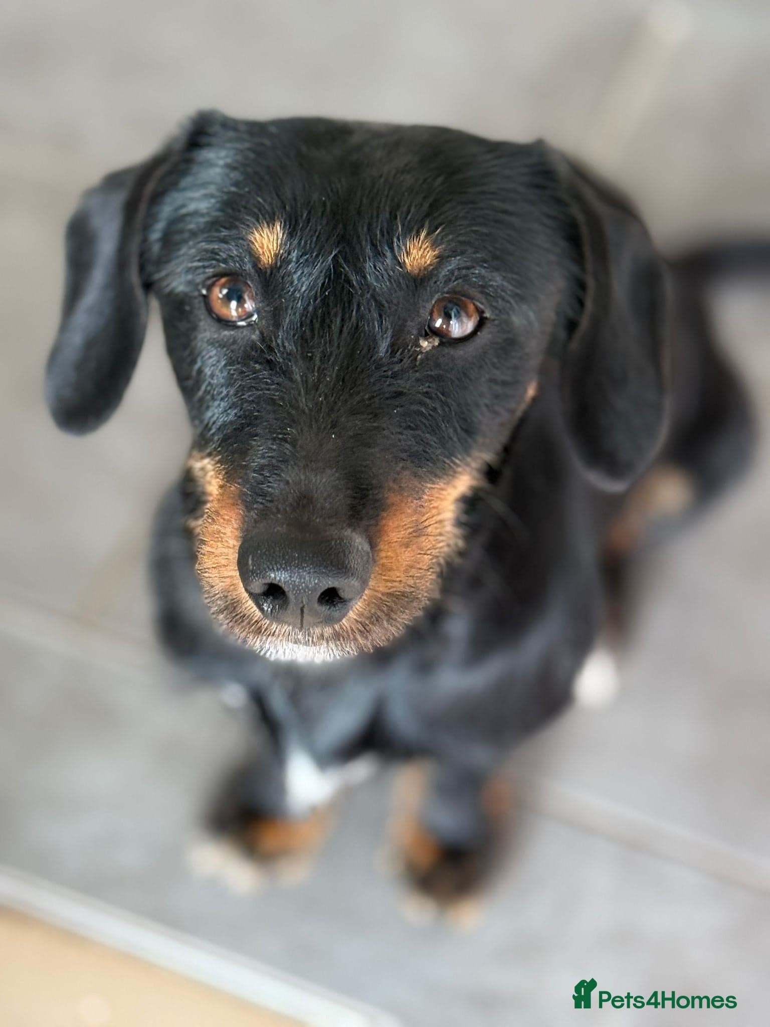 Lovely Cooper ready for his home! photo 9