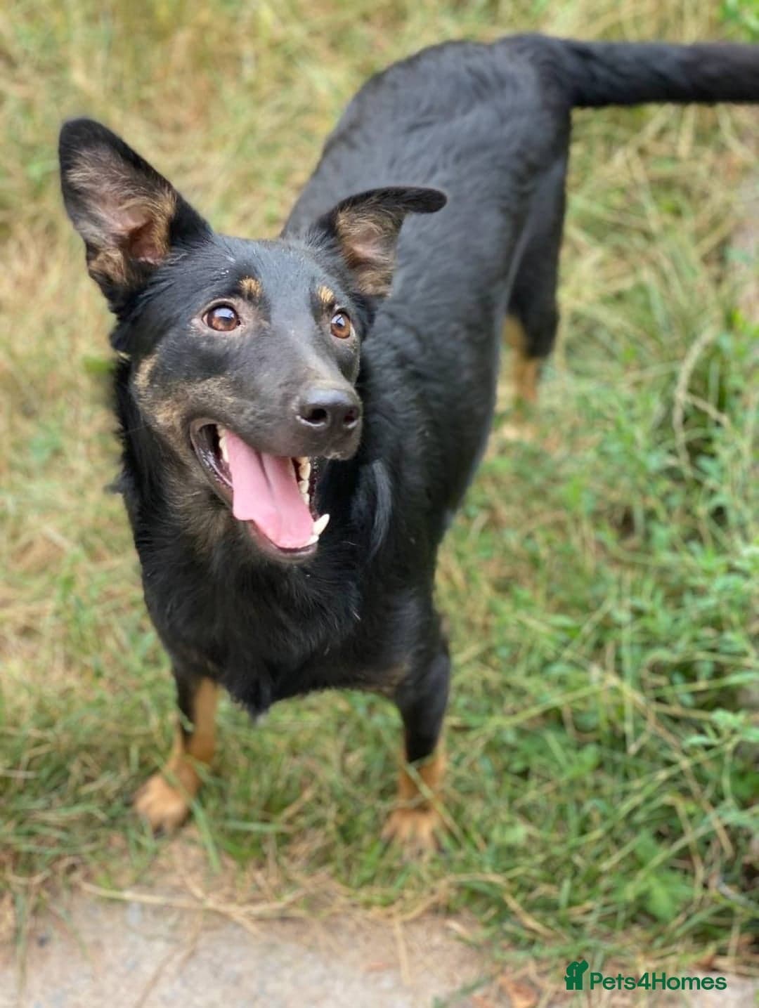 ️ROSIE❤️2.5 yo low-medium friendly loving girl photo 5