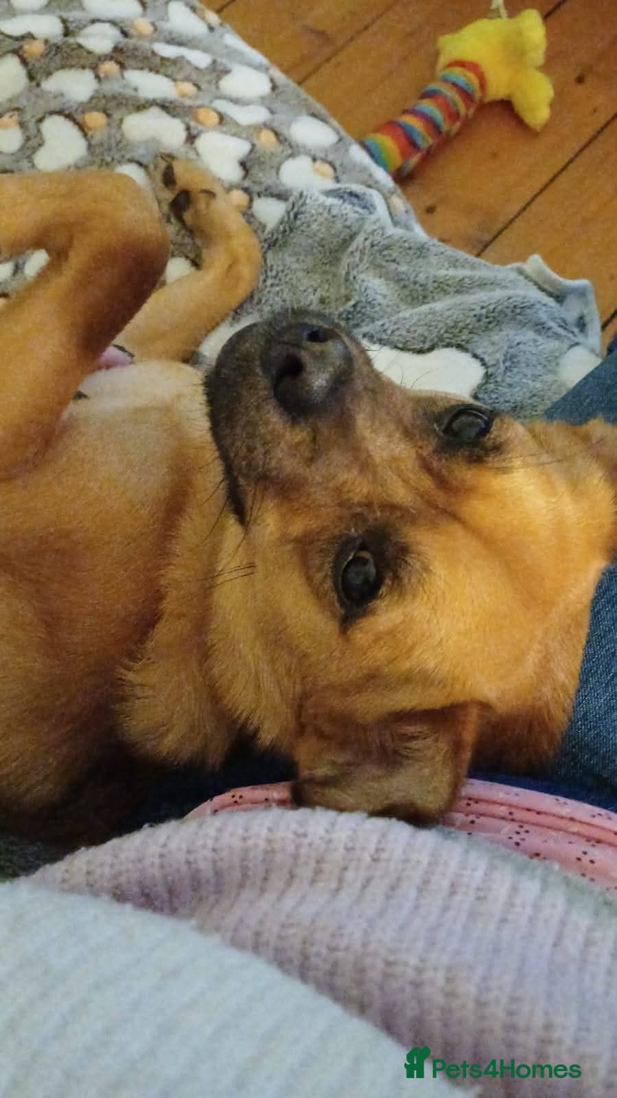 Meet Jaspher, currently residing in Edinburgh photo 8