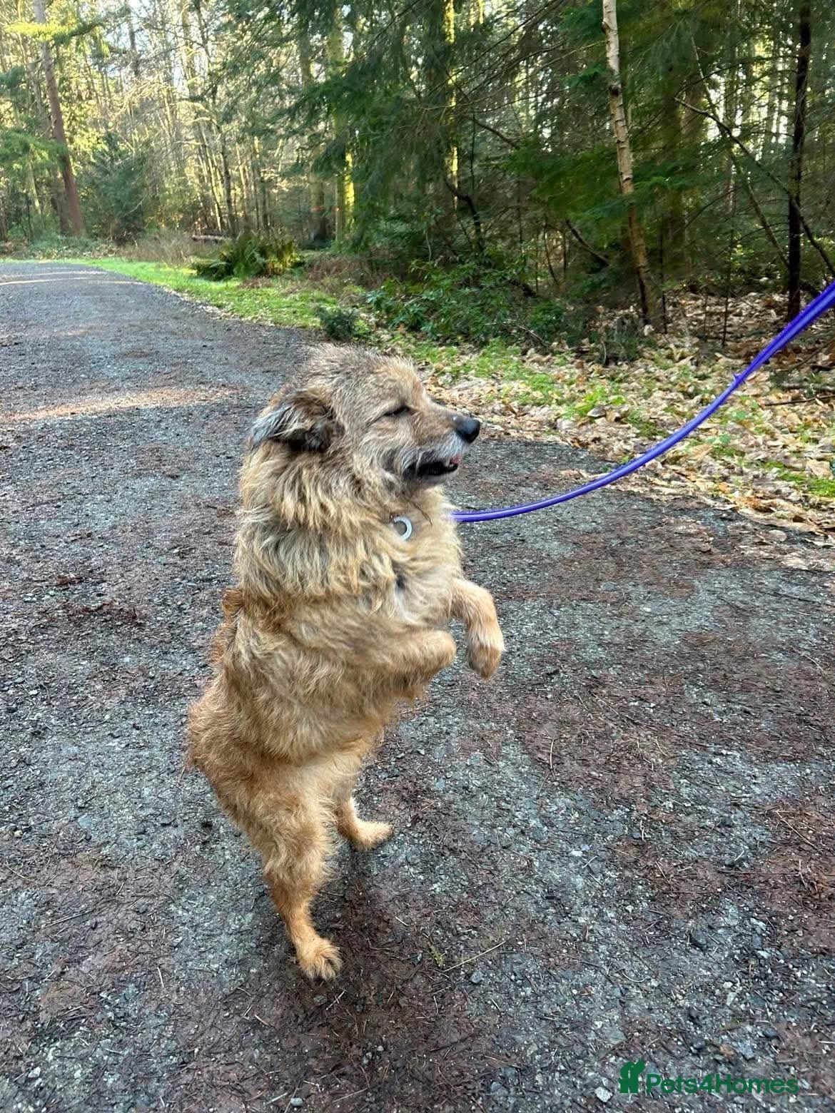 Jack - Watton Norfolk photo 16