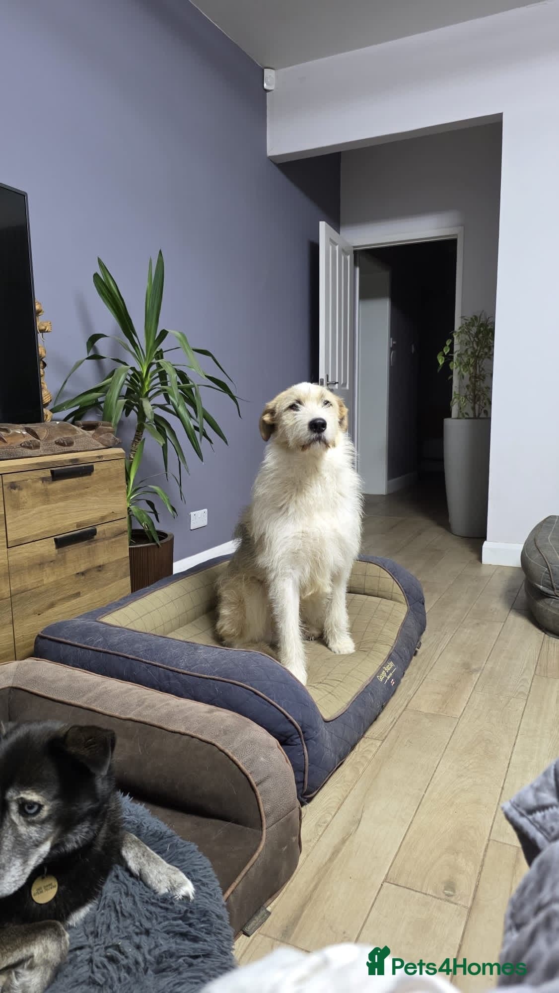 Hershey & Harley ๐ still Waiting photo 22