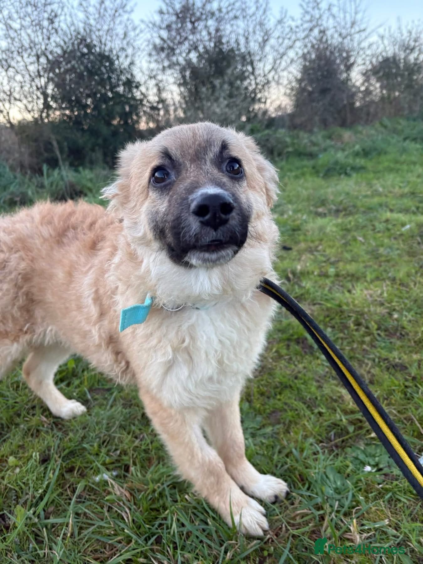 Finn - Norwich Norfolk — Mixed Breed
