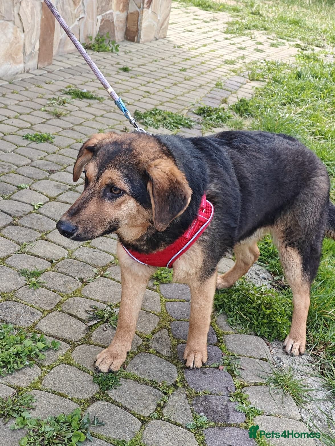 ๏ธ๐ถ yasia photo 12