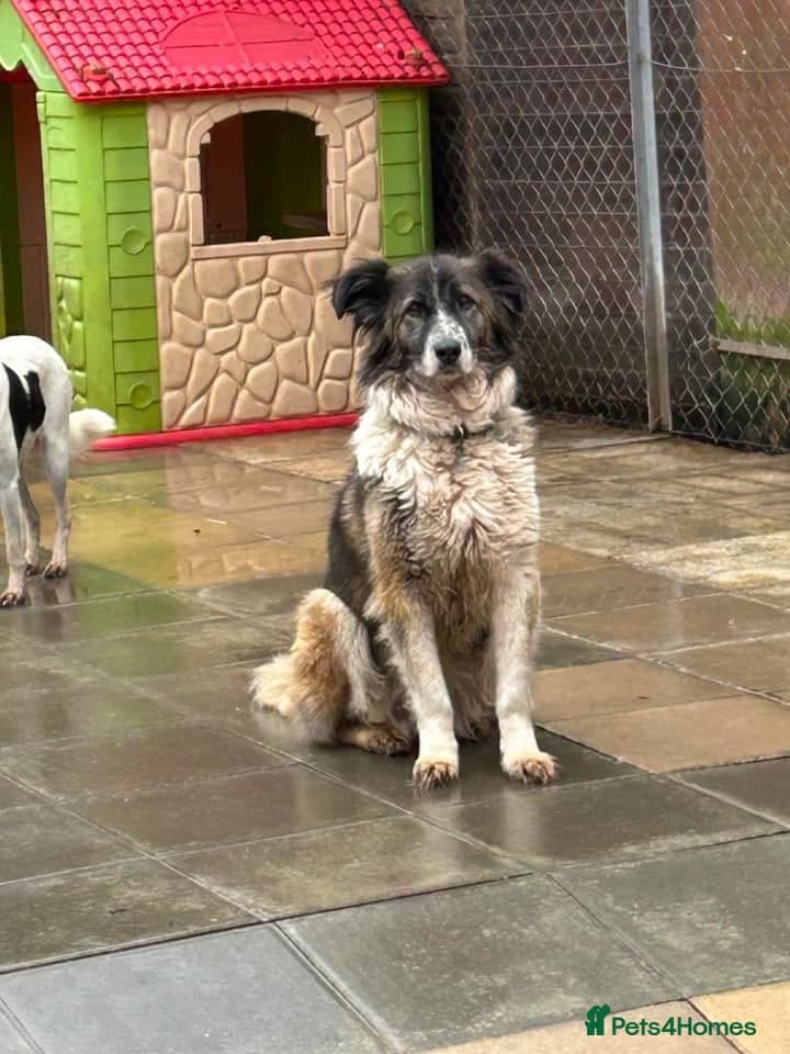 Hilda - Norwich Norfolk photo 24