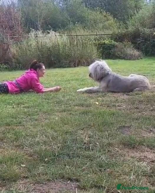 Oscar - our bear boy💚 photo 14