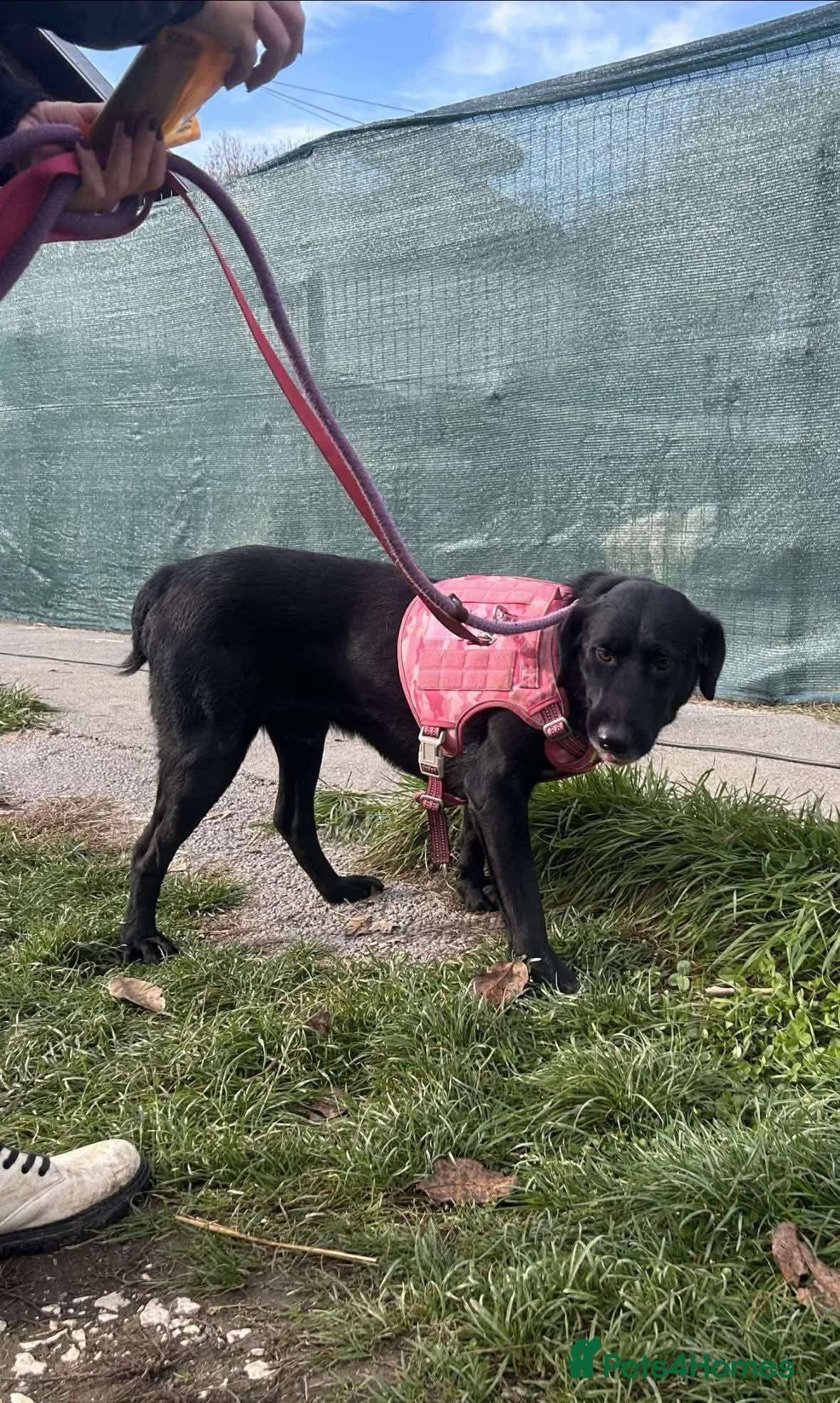 Meet Cosmo, currently residing in Yorkshire — Mixed Breed