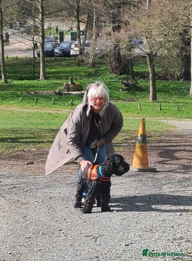 FOSTER or ADOPT💙JACK💙- 4.5-year-old Cockapoo boy photo 7
