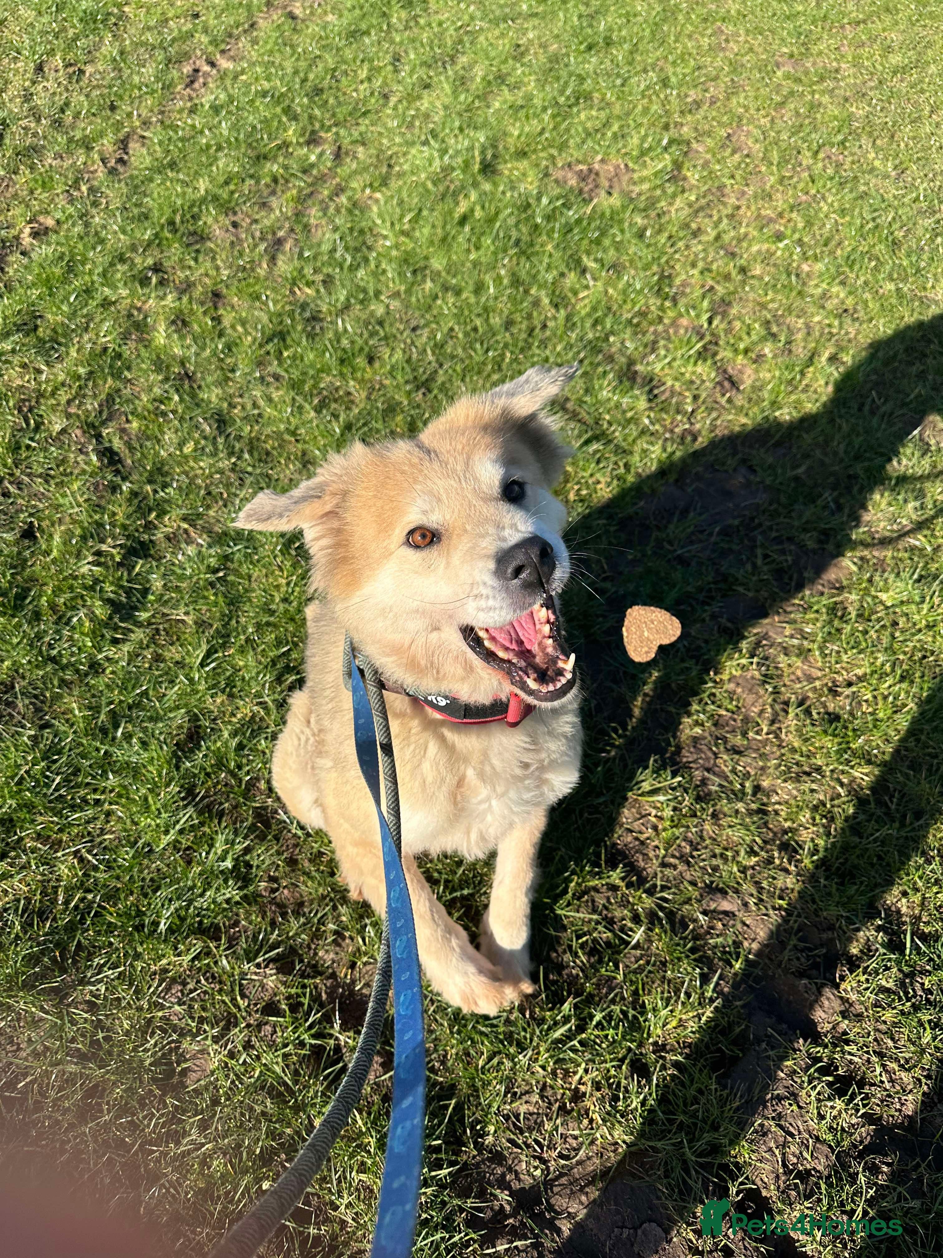 Meet Paddy, currently residing in Cheshire photo 4