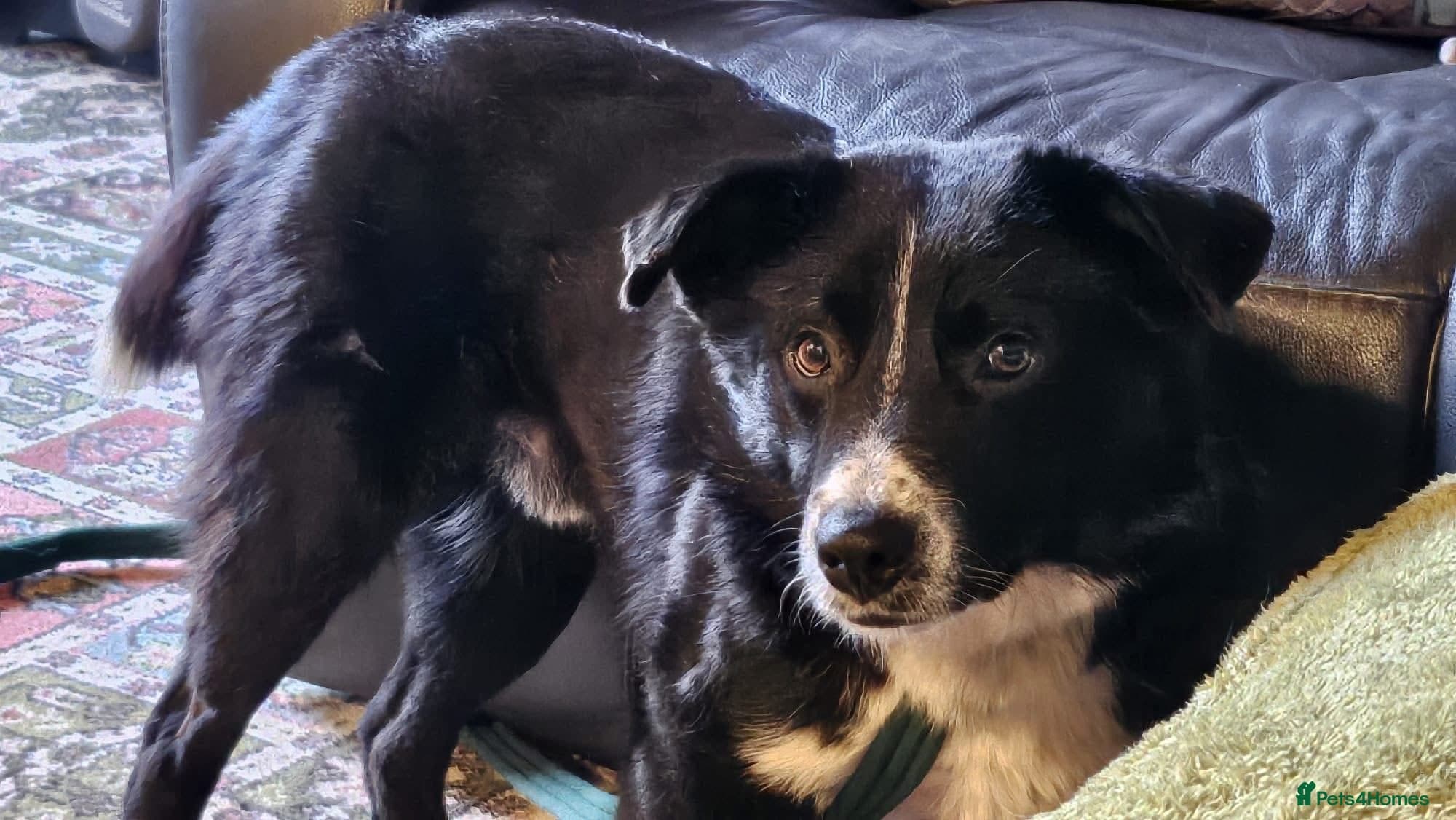 Arthur - Long stratton photo 5