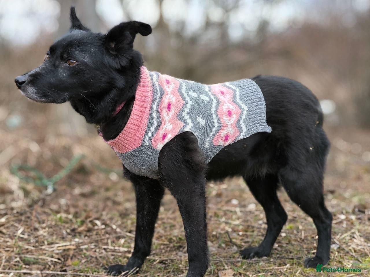 ๏ธ๐ถ tofa photo 15