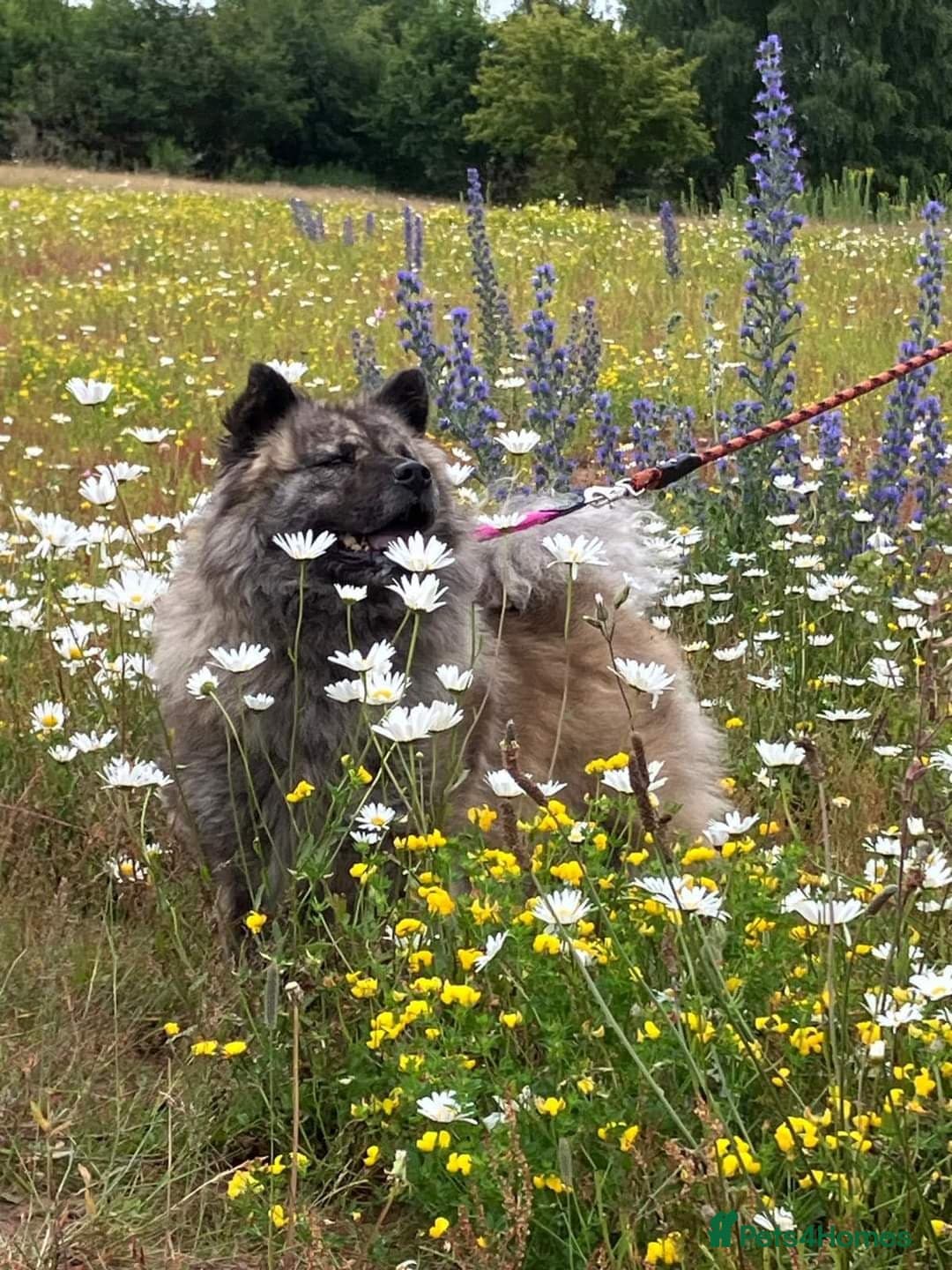 Luna Chow 💜 photo 3