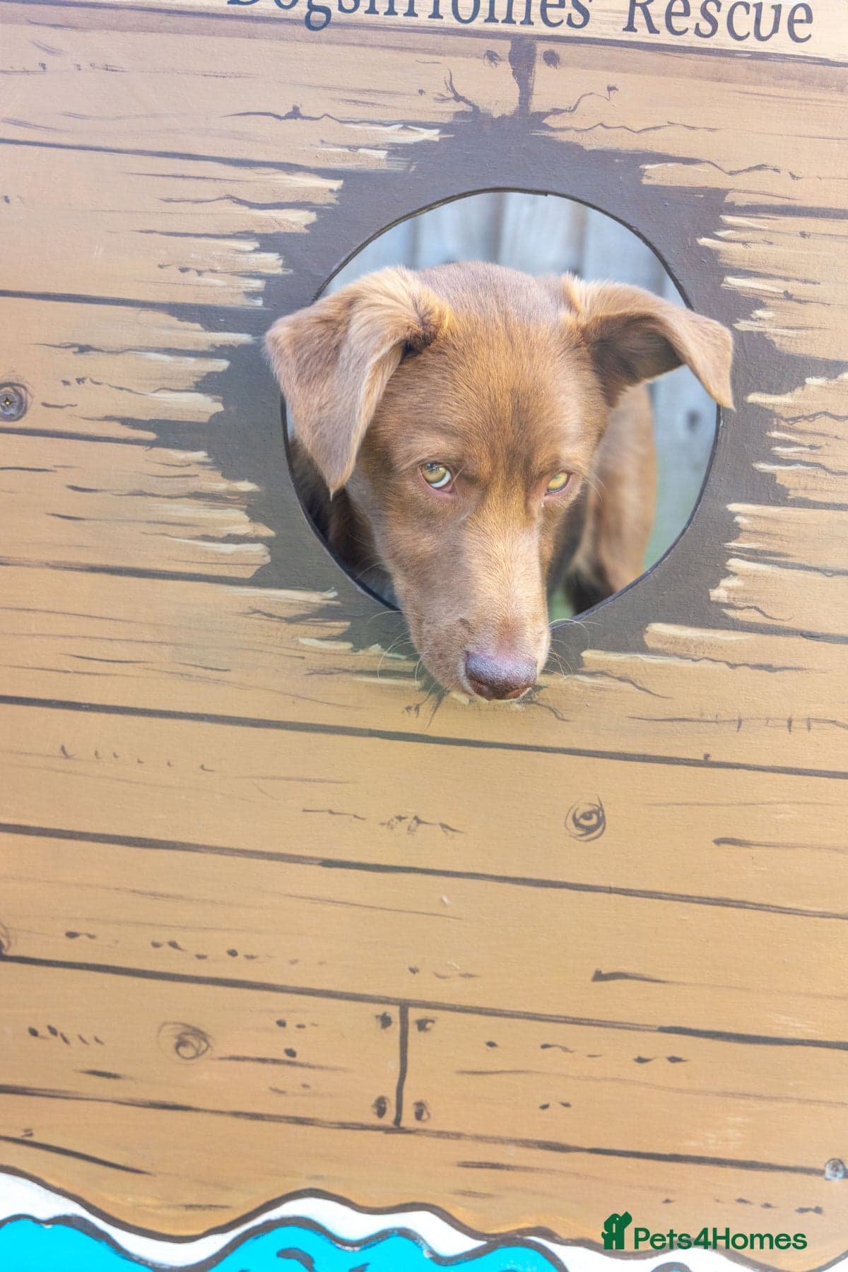 Mocha - everyone loves this lad photo 3