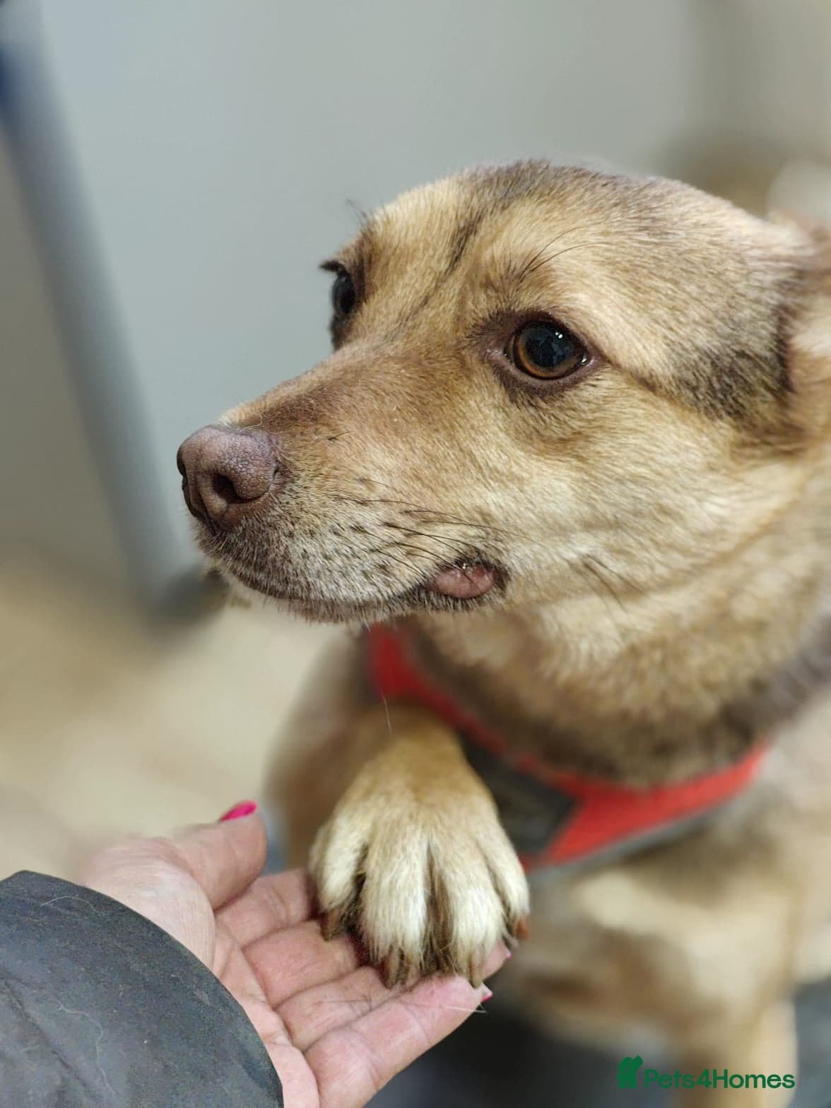 ️🐶 rudya photo 9