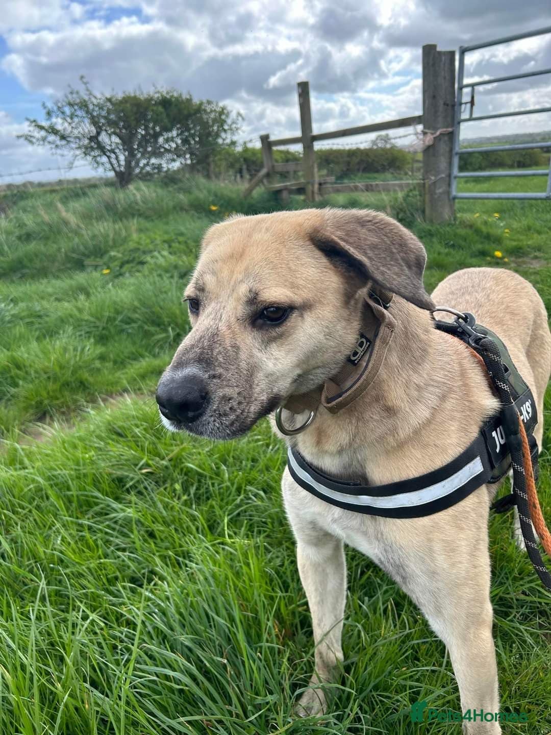 Meet Ziggy, currently residing in Cheshire photo 14