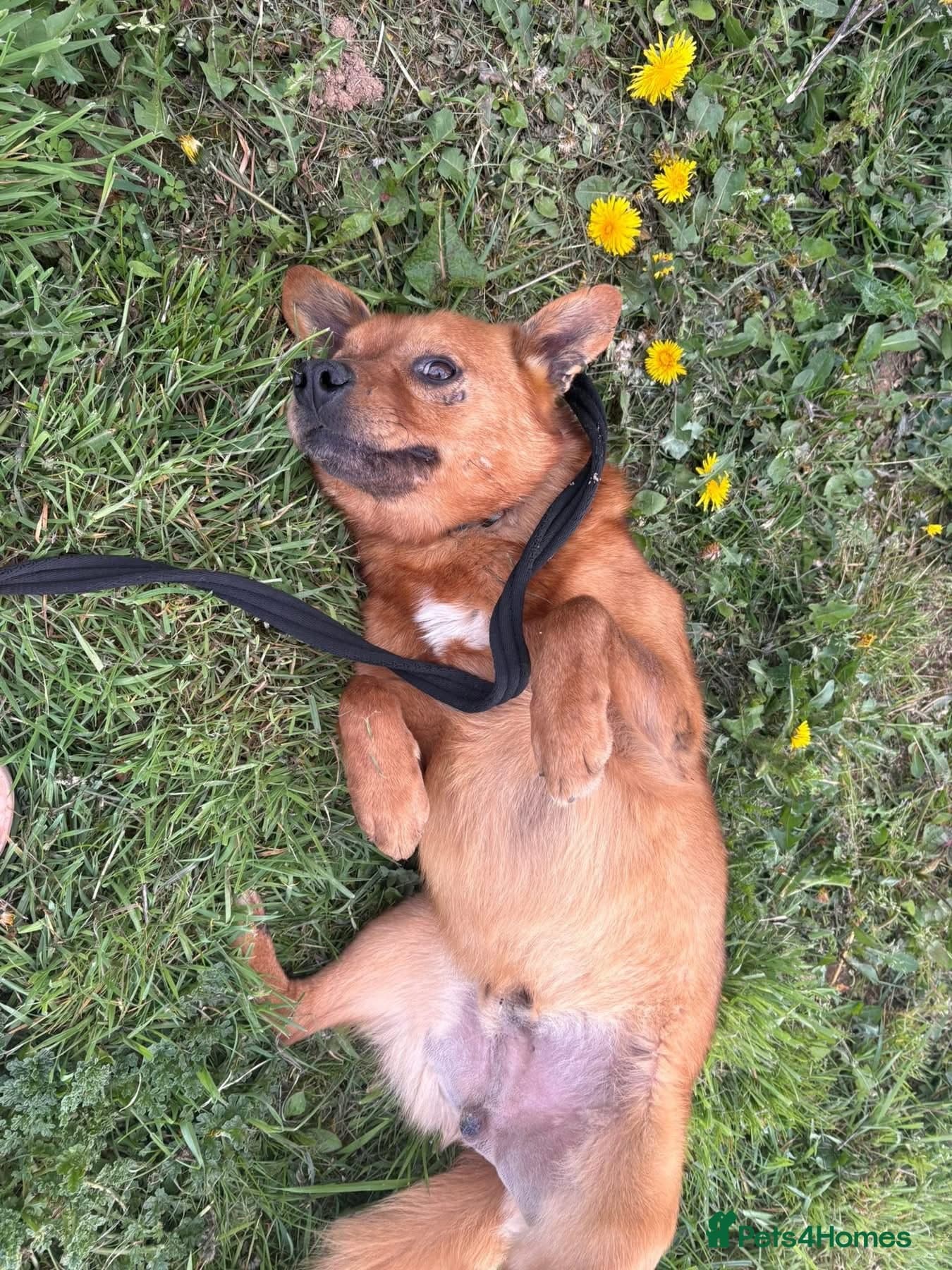 Eli - Norwich Norfolk photo 18