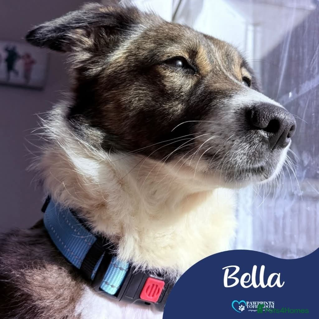 Meet Bella, currently residing in Merseyside photo 2