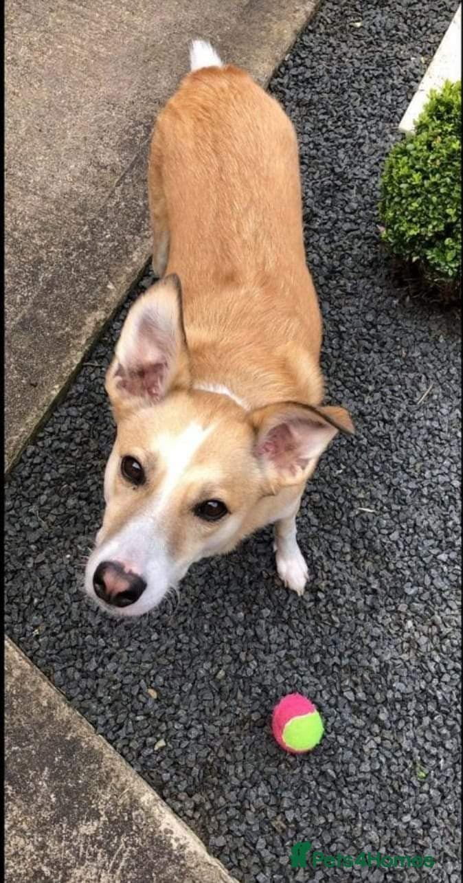 Meet Bailey, currently residing in Wilshire — Mixed Breed