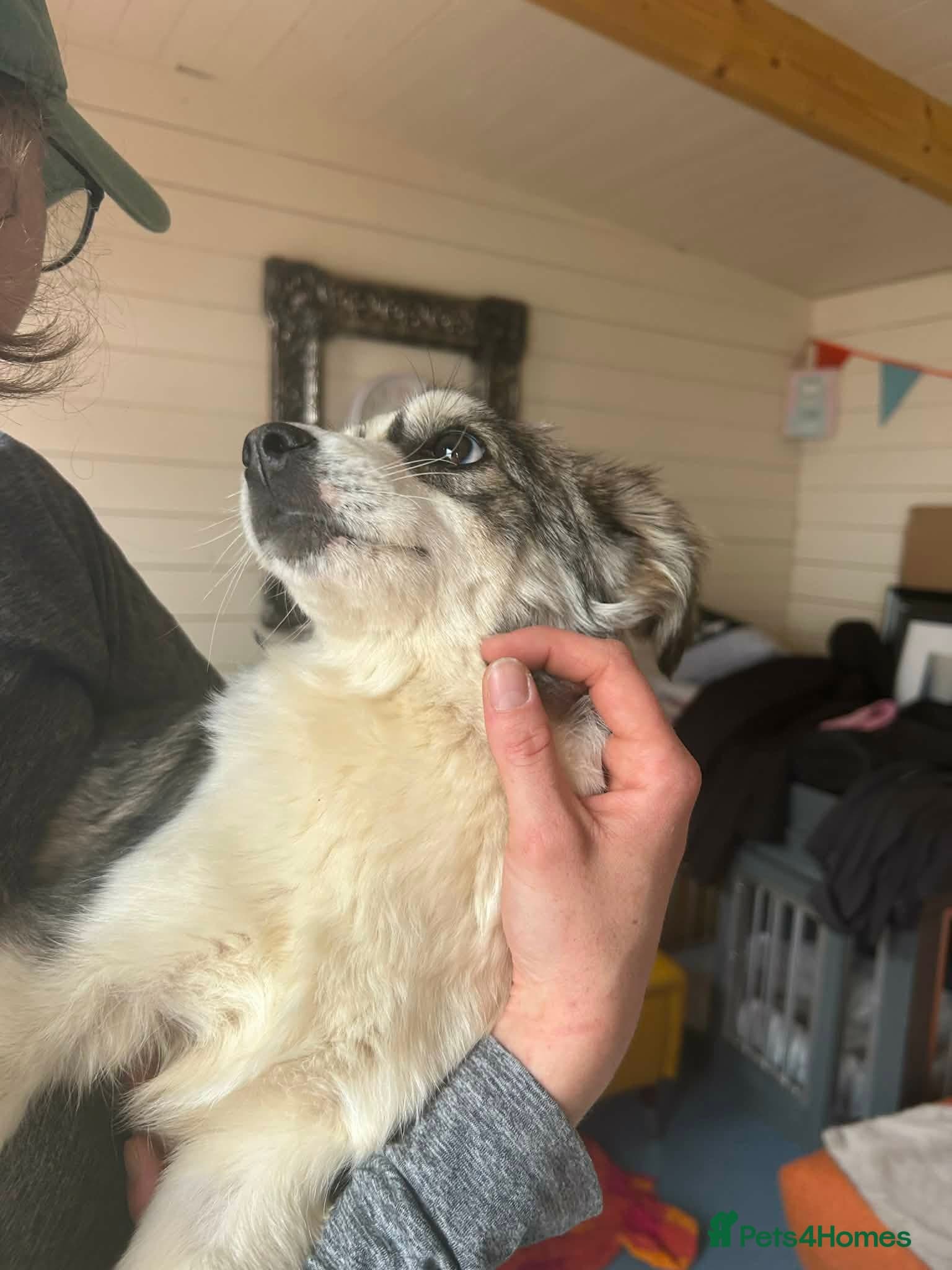 Baxter - In Ayr — Mixed Breed